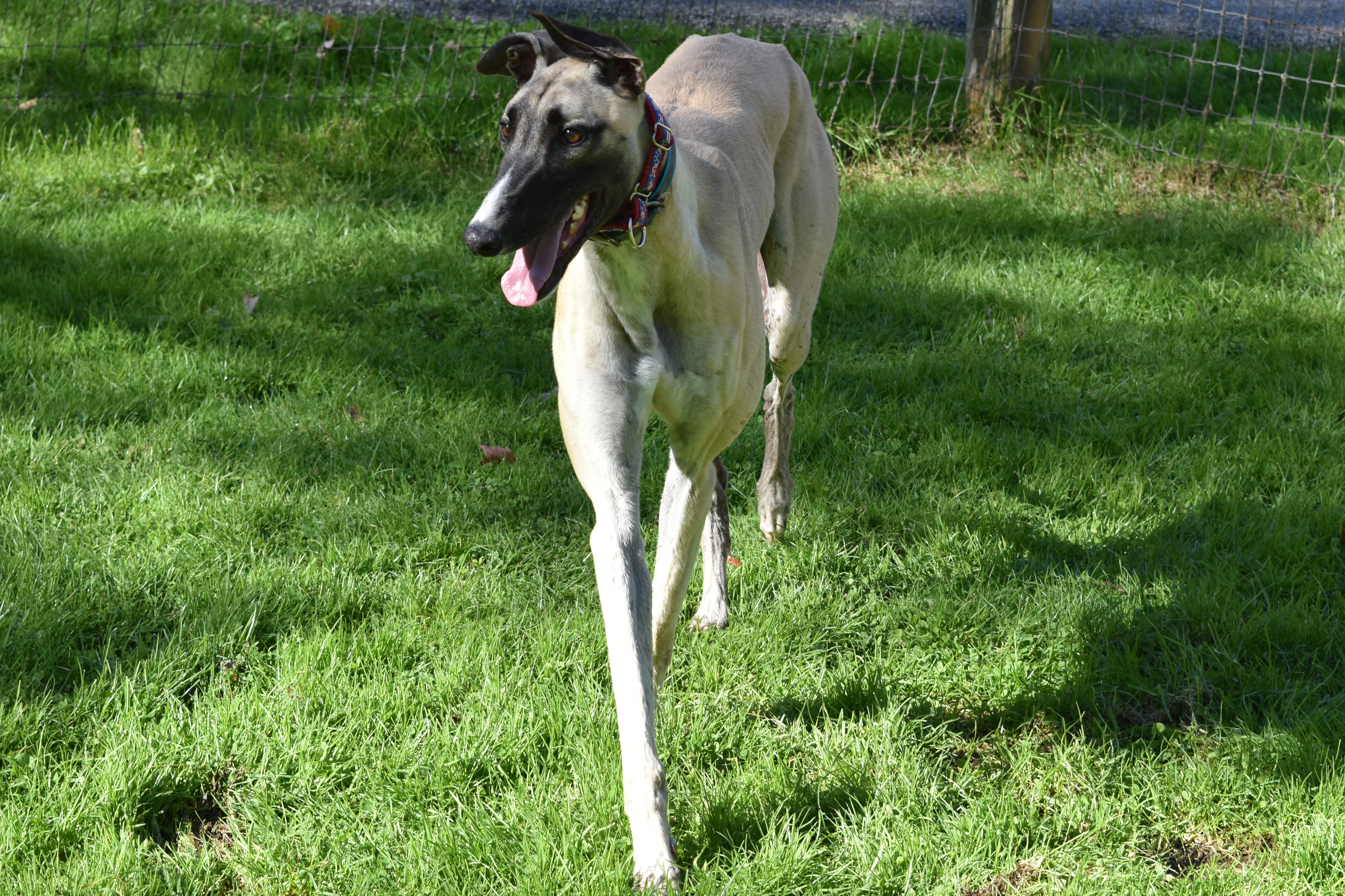 Tfs T Bomb "andrew" thumbnail 5