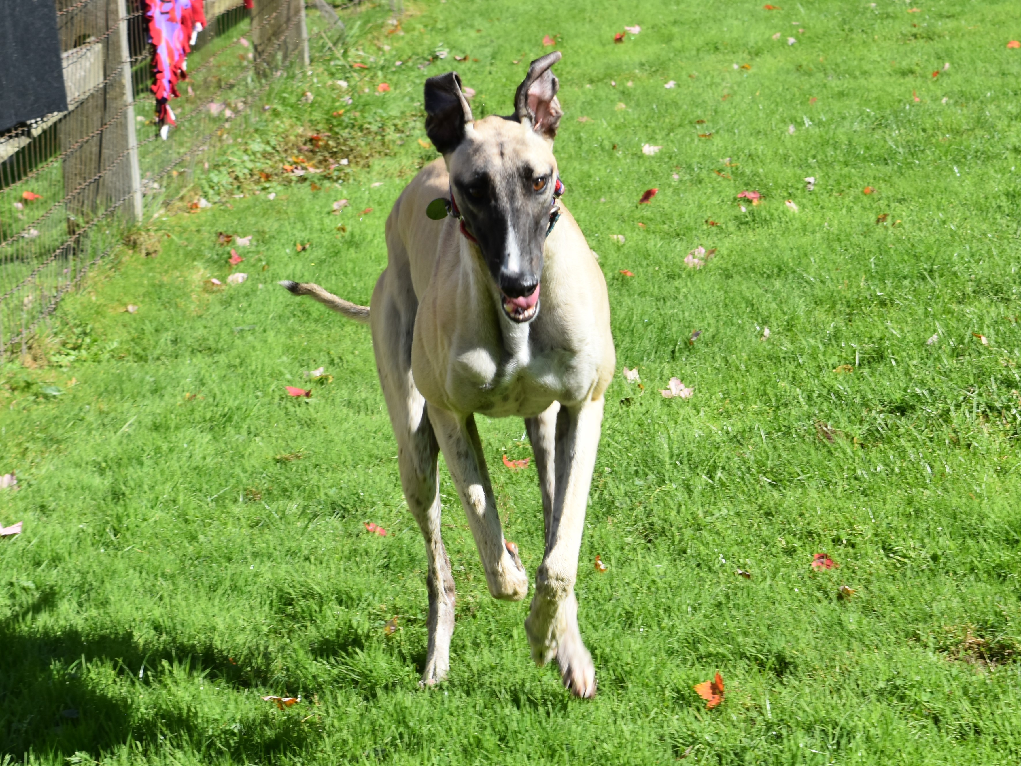 Enlarge TFS T Bomb "Andrew", a Adoptable Greyhound in Chagrin Falls, OH image 1/5
