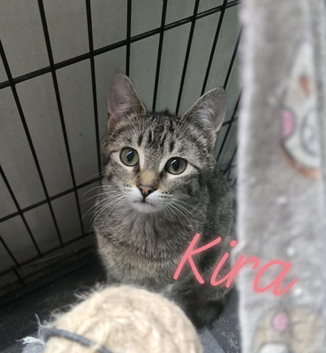 Kira, a Adoptable Domestic Short Hair in Reeseville, WI image 2/4
