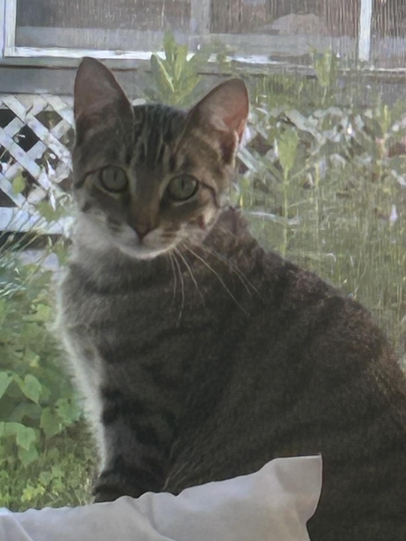 Kira, a Adoptable Domestic Short Hair in Reeseville, WI image 4/4