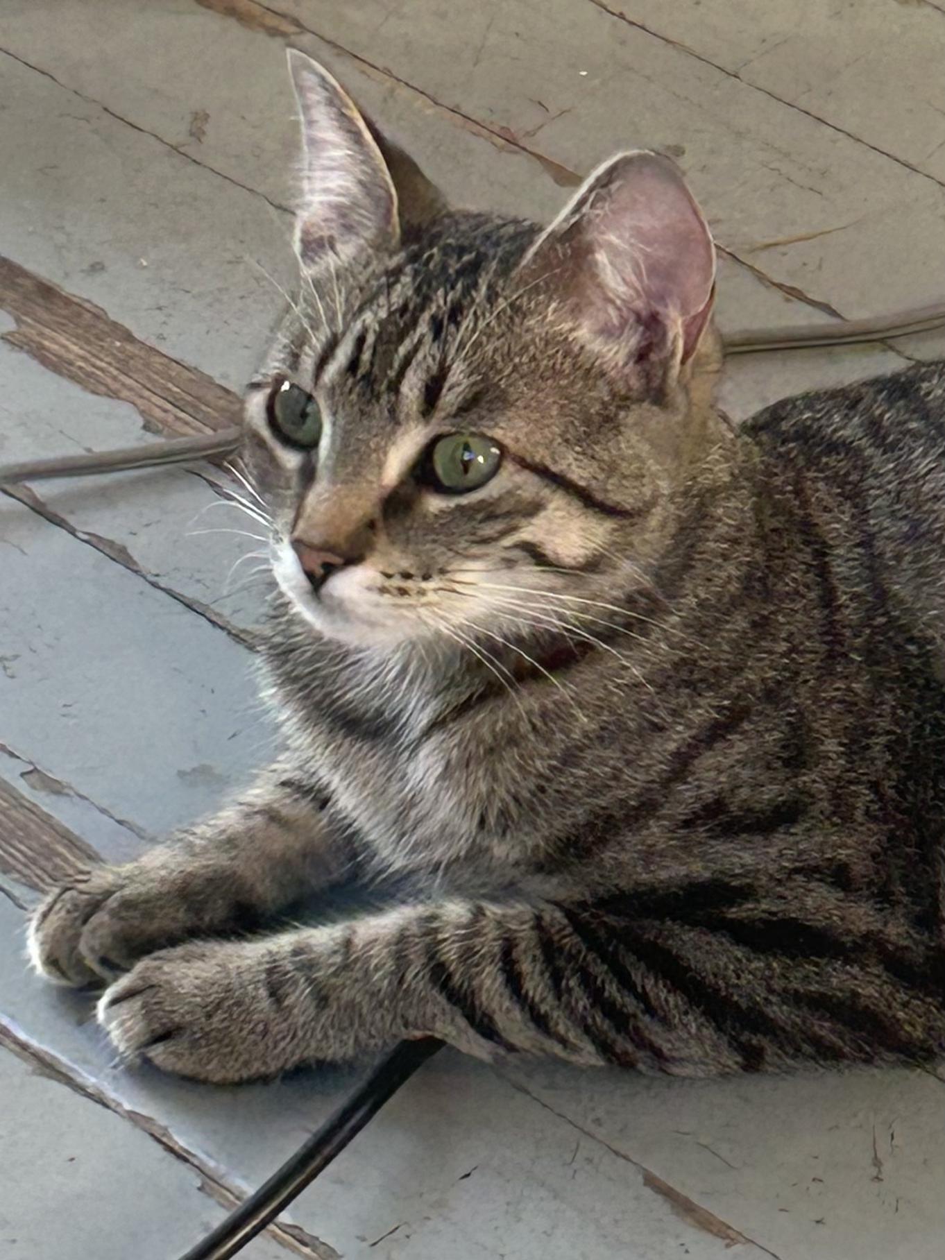 Kira, a Adoptable Domestic Short Hair in Reeseville, WI image 3/4