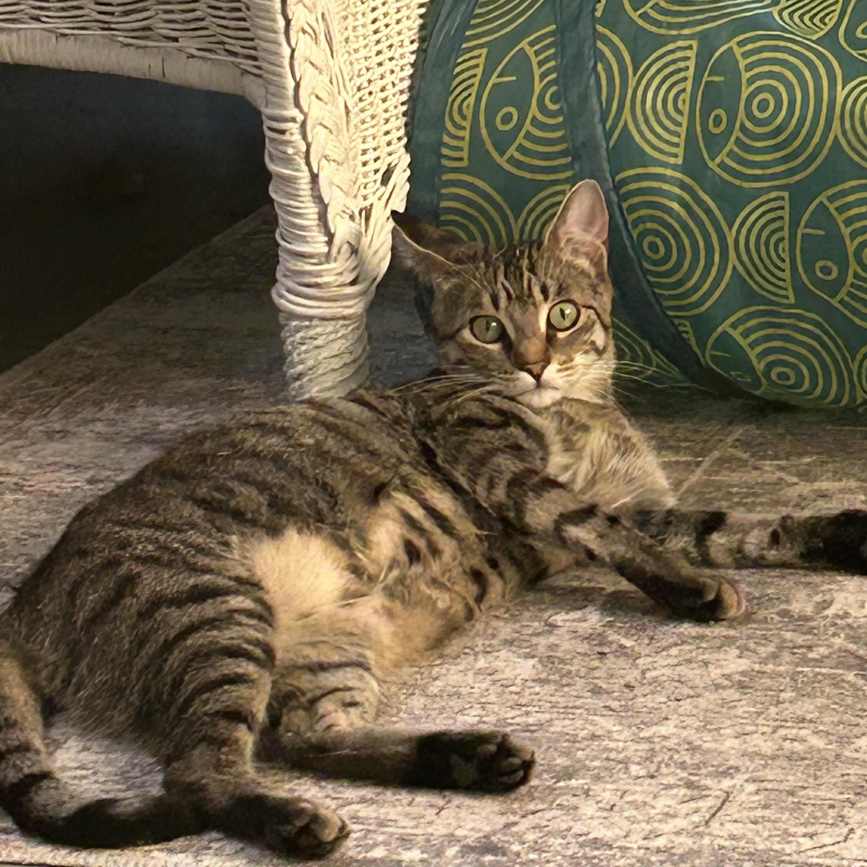 Kira, a Adoptable Domestic Short Hair in Reeseville, WI image 1/4