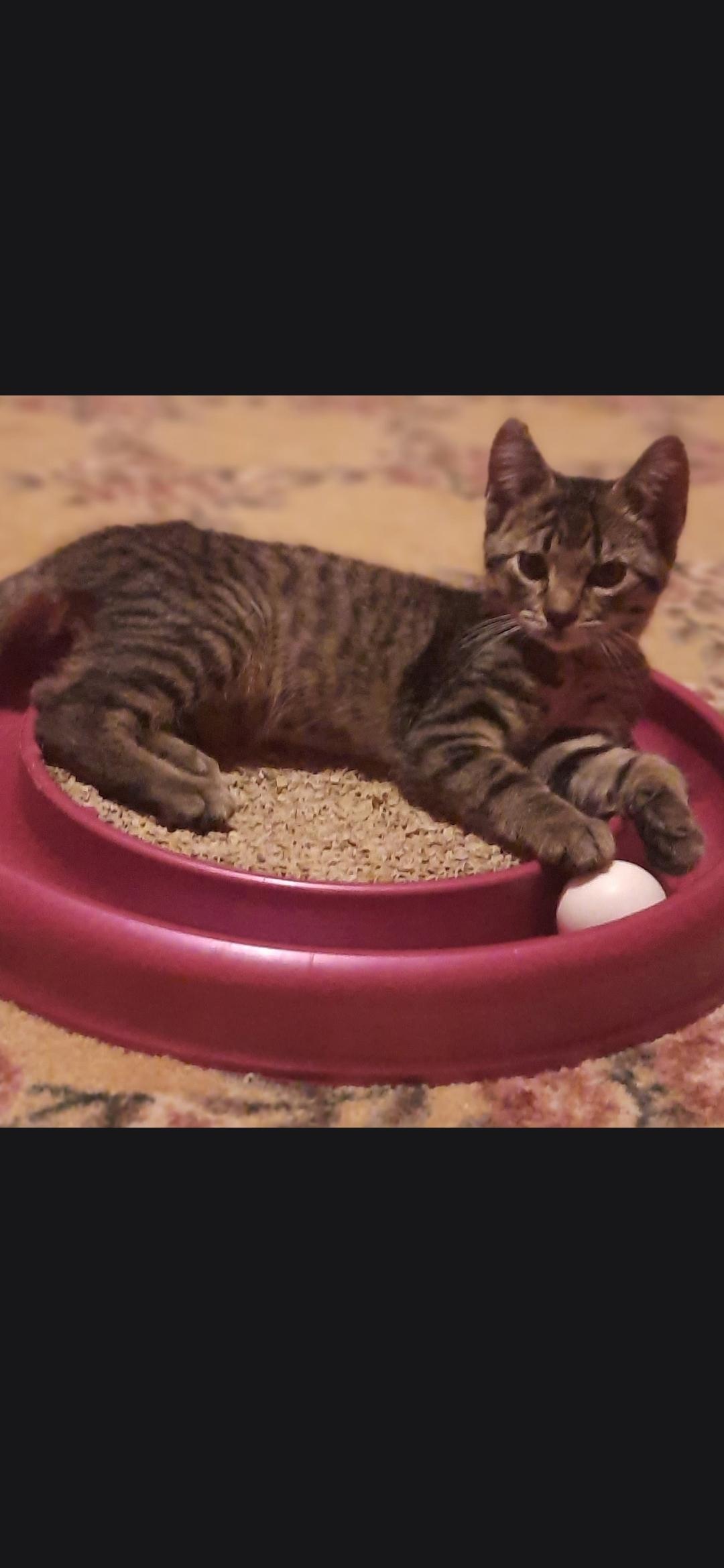 Cadet, a ADOPTABLE Domestic Short Hair in Medford, WI image 1/2