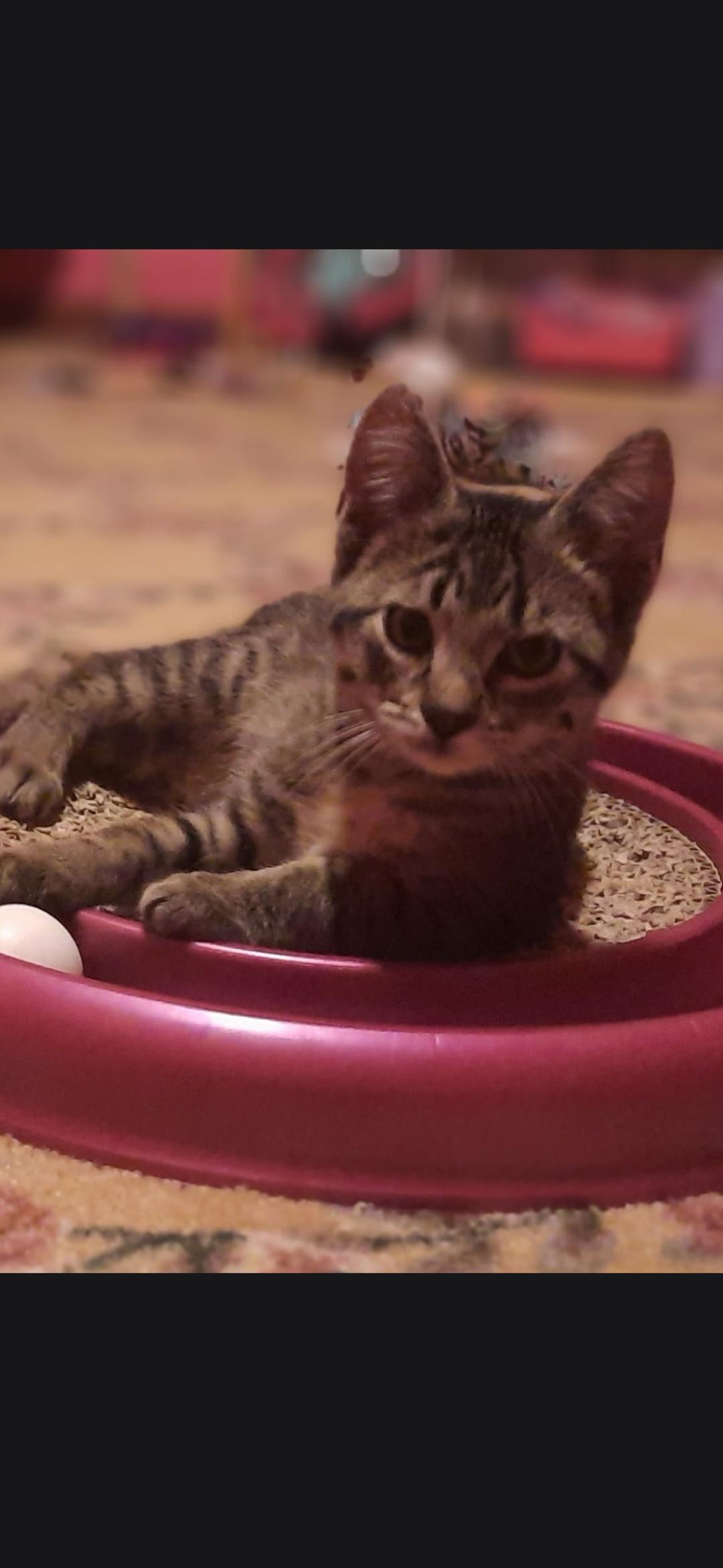 Cadet, a ADOPTABLE Domestic Short Hair in Medford, WI image 2/2