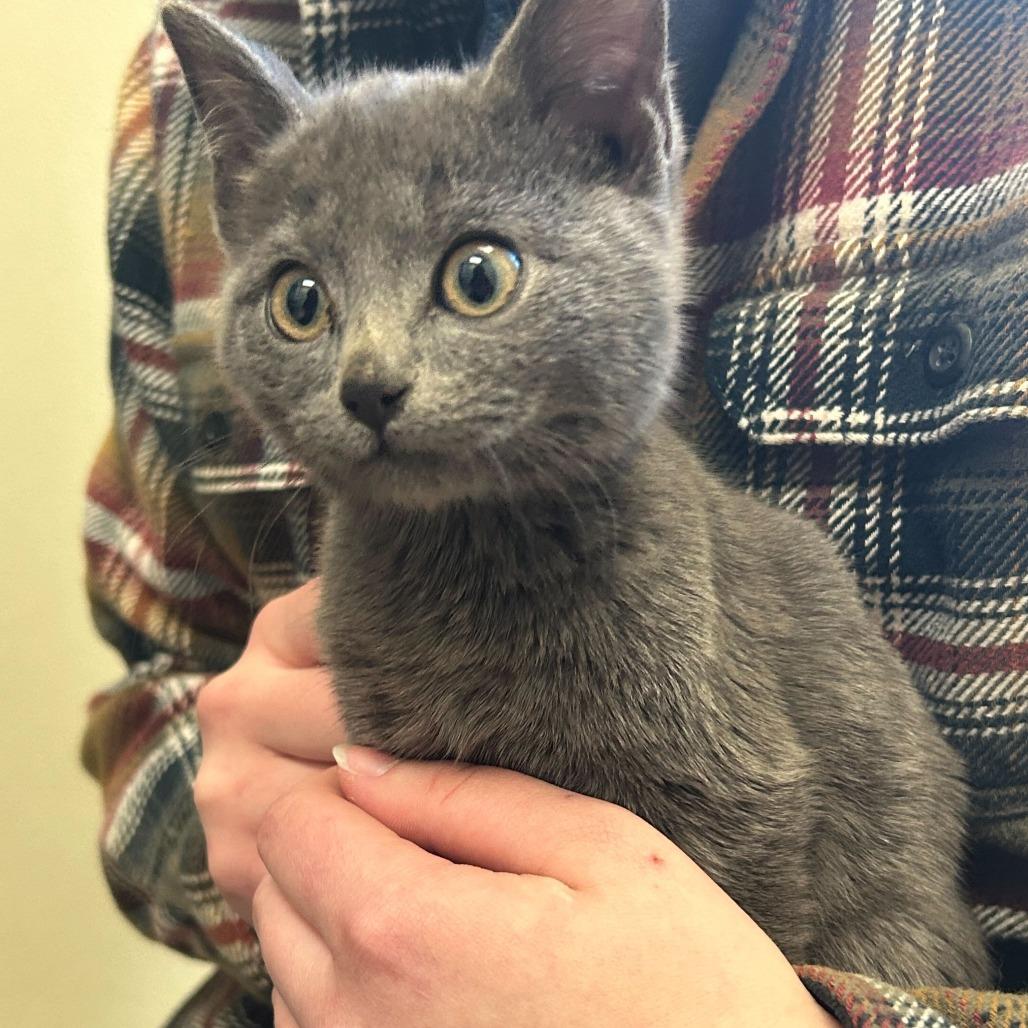 Toyota Tacoma, Adoptable, Kitten Male Domestic Short Hair.