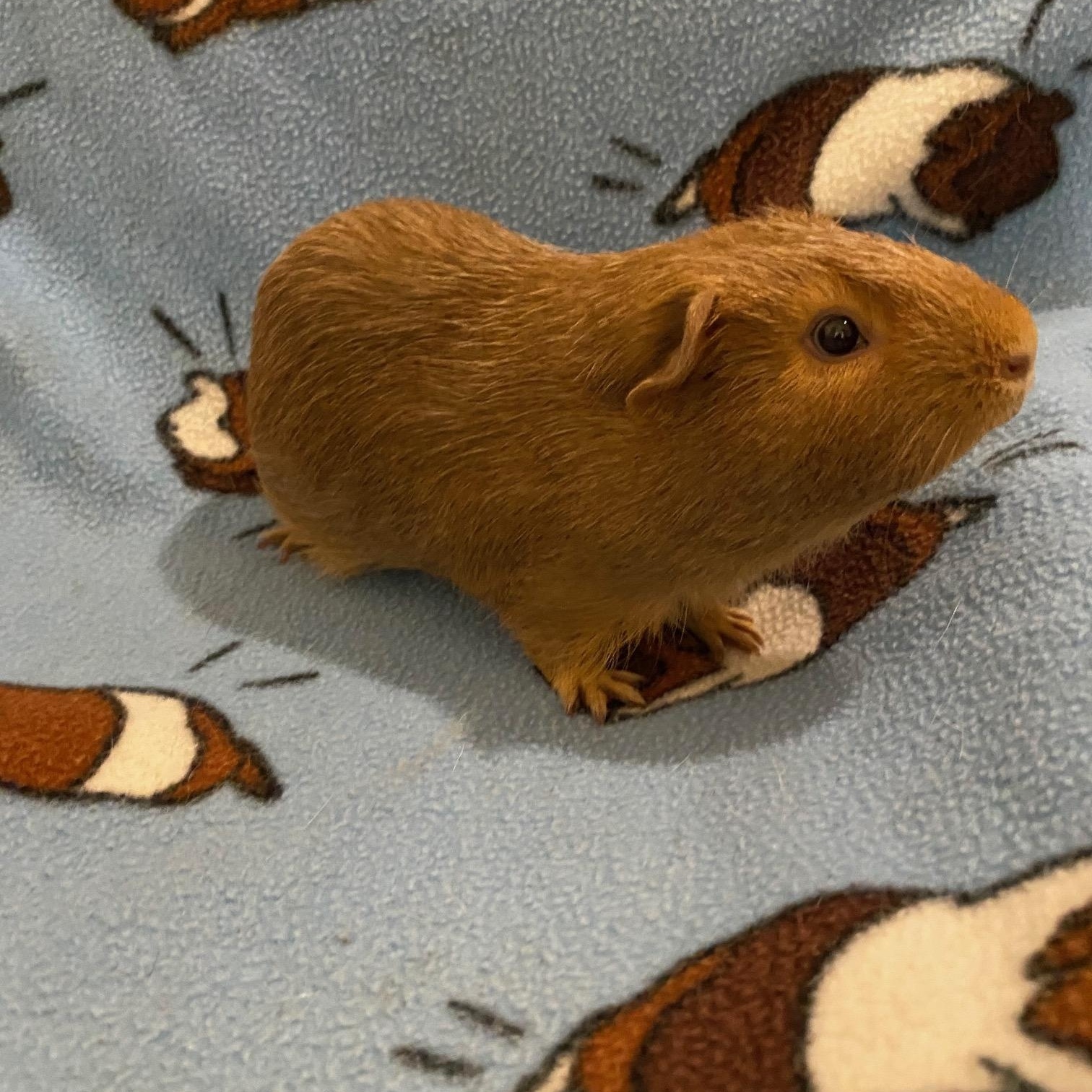 Enlarge Akela and Makani, a Adoptable Short-Haired in Wellington, CO image 2/3