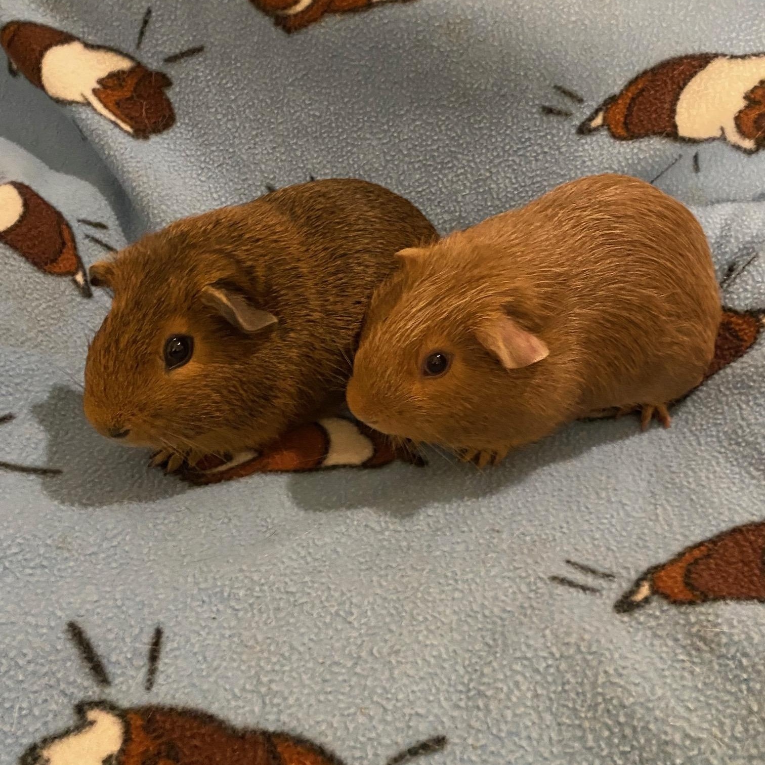 Enlarge Akela and Makani, a Adoptable Short-Haired in Wellington, CO image 1/3