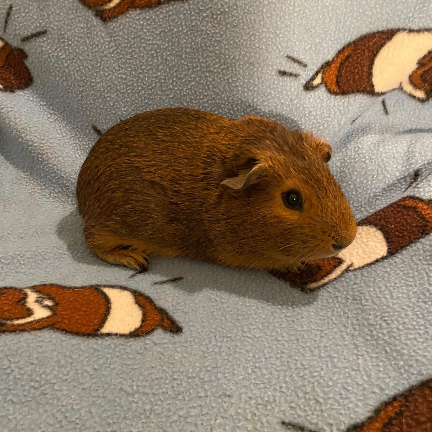 Enlarge Akela and Makani, a Adoptable Short-Haired in Wellington, CO image 3/3