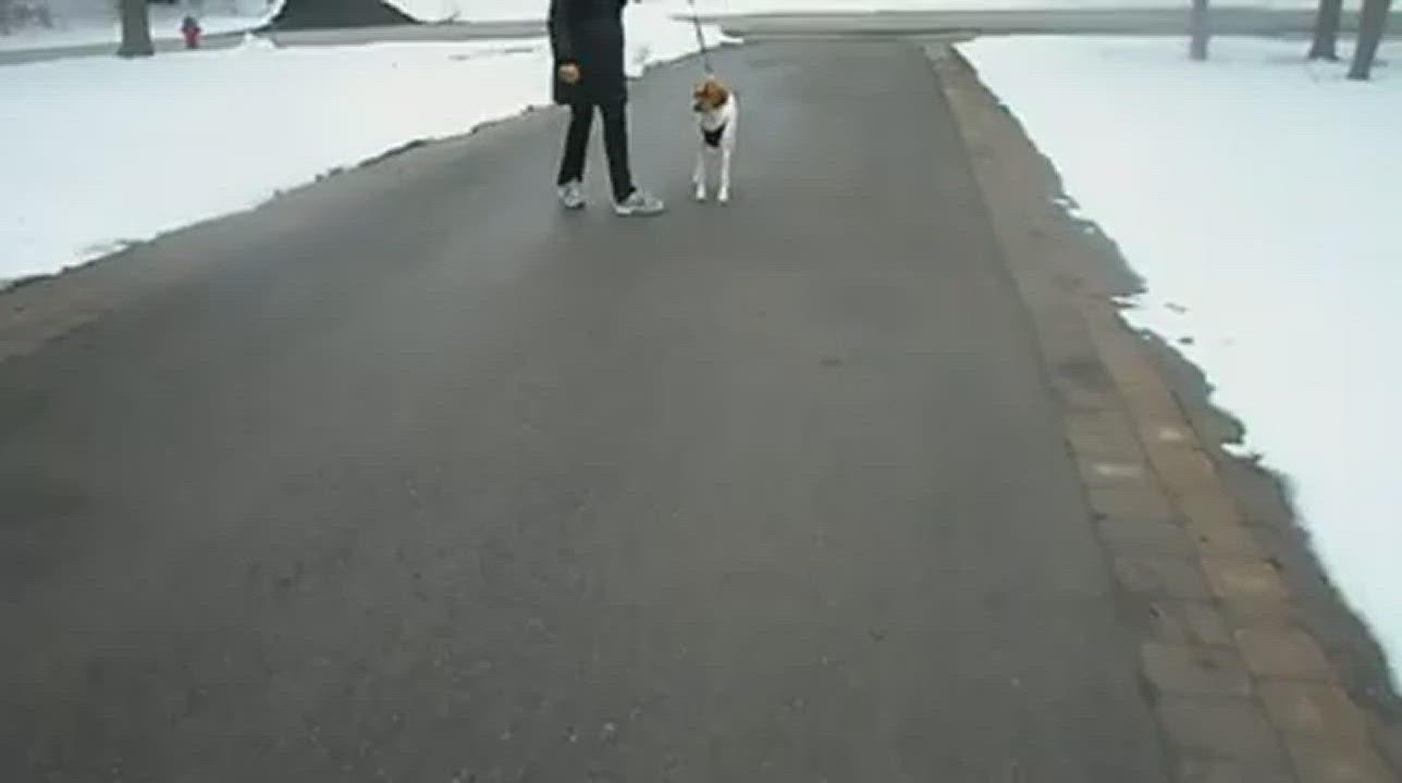 Enlarge Bashie, a Adoptable mixed breed in Hamilton, ON video 1/4