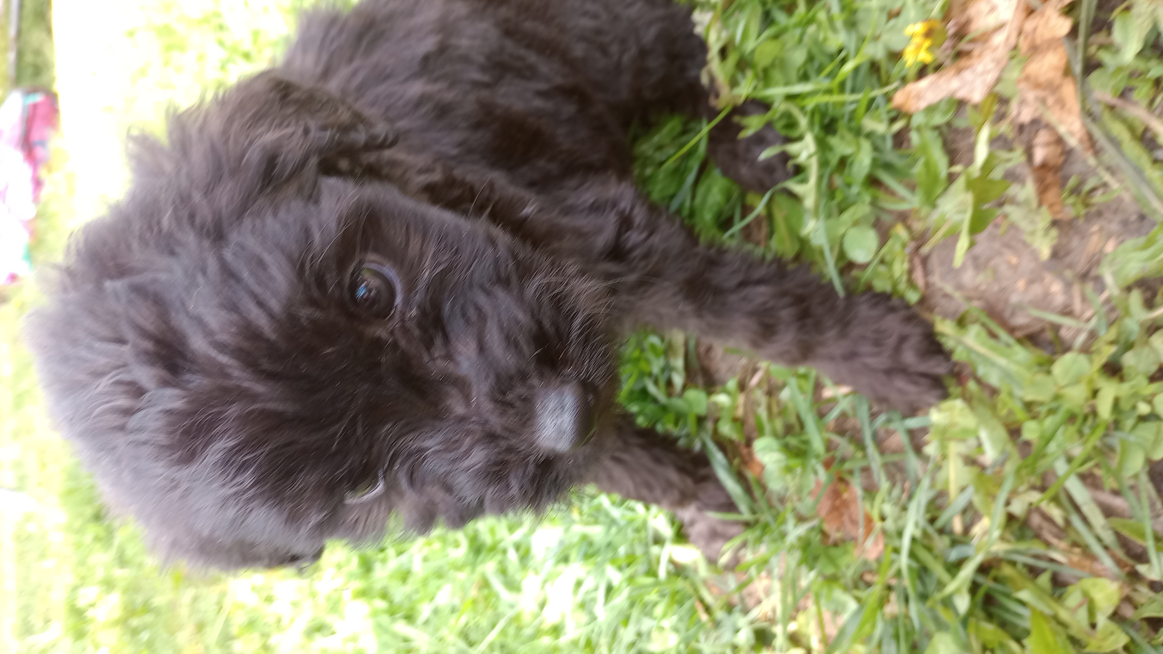 Bernard, Adopted, Puppy Male Aussiedoodle & Great Pyrenees.