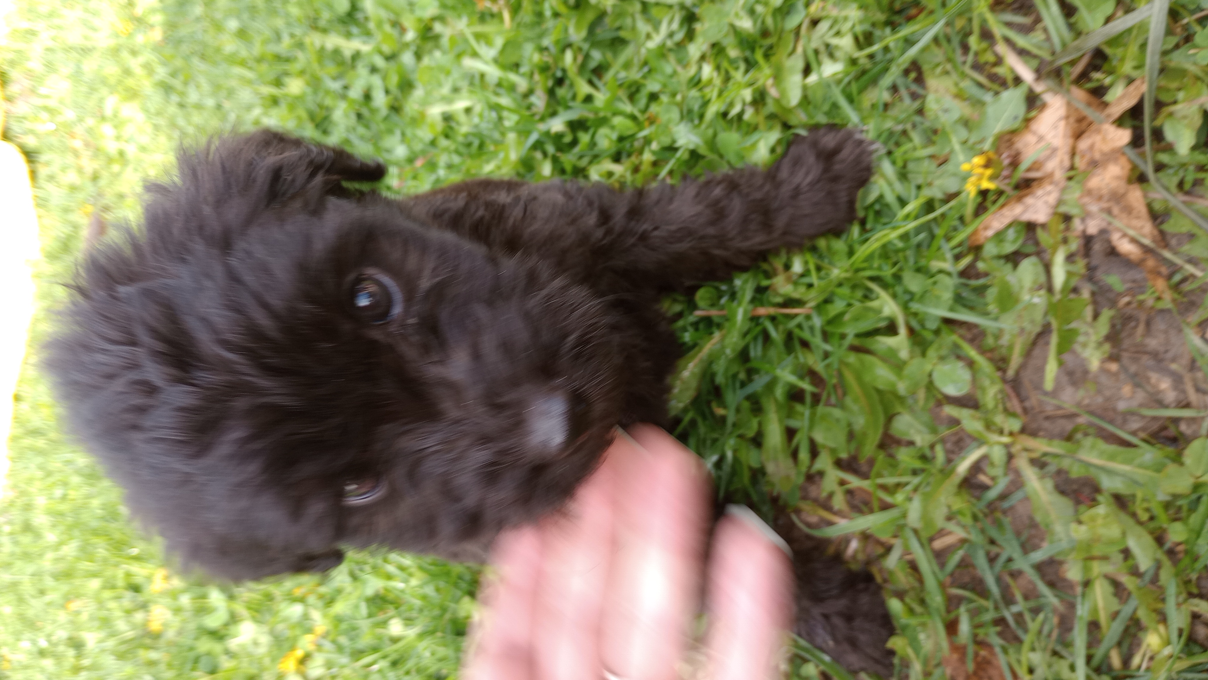 Enlarge Bernard, a Adopted mixed breed in Mauston, WI image 2/2