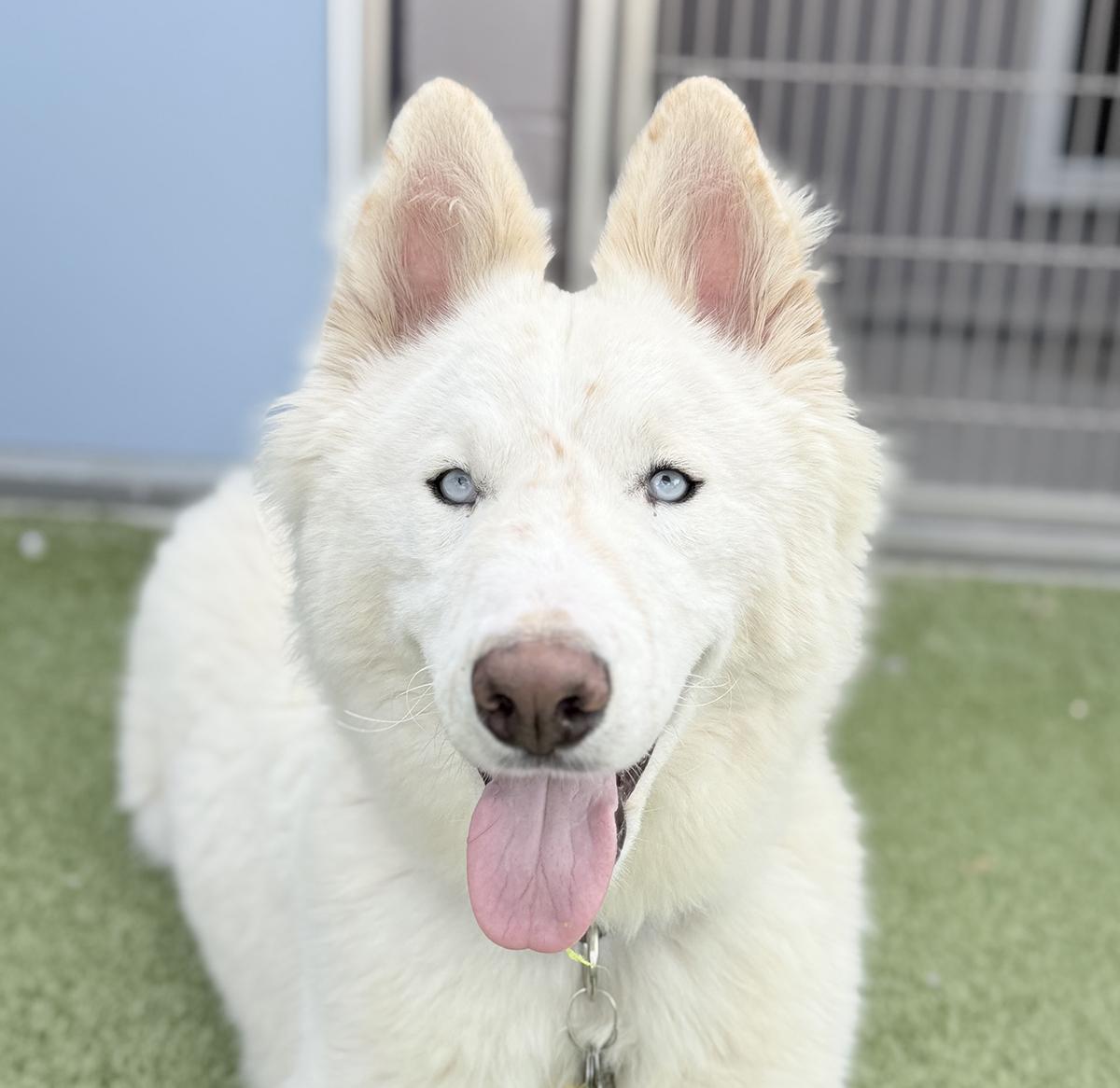 Blizzard, ADOPTABLE, Young Male Siberian Husky.