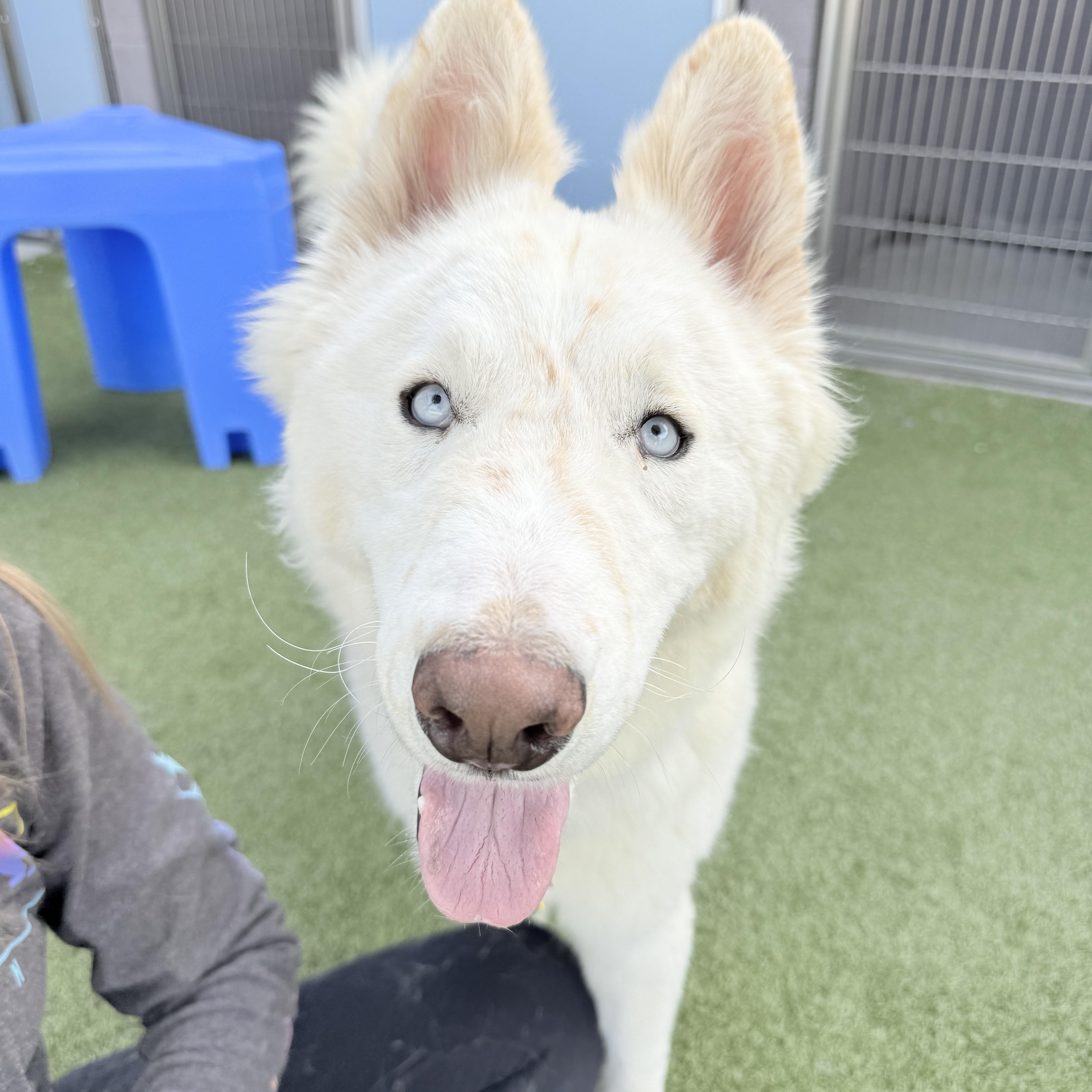 Enlarge Blizzard, a ADOPTABLE Siberian Husky in Scottsdale, AZ image 5/6
