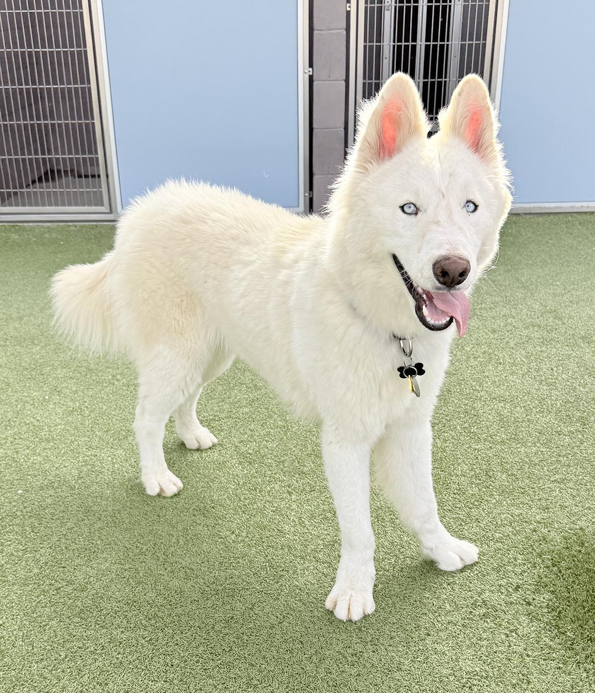 Enlarge Blizzard, a ADOPTABLE Siberian Husky in Scottsdale, AZ image 2/6