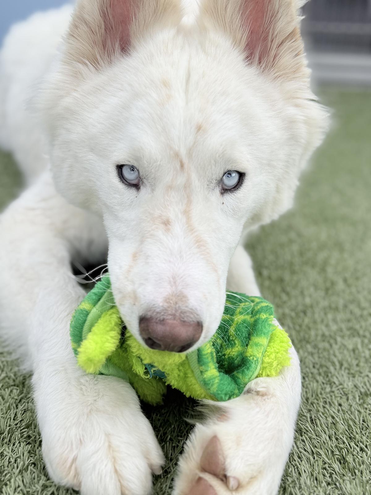 Enlarge Blizzard, a ADOPTABLE Siberian Husky in Scottsdale, AZ image 4/6