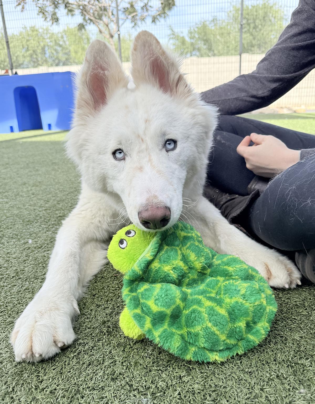 Enlarge Blizzard, a ADOPTABLE Siberian Husky in Scottsdale, AZ image 3/6