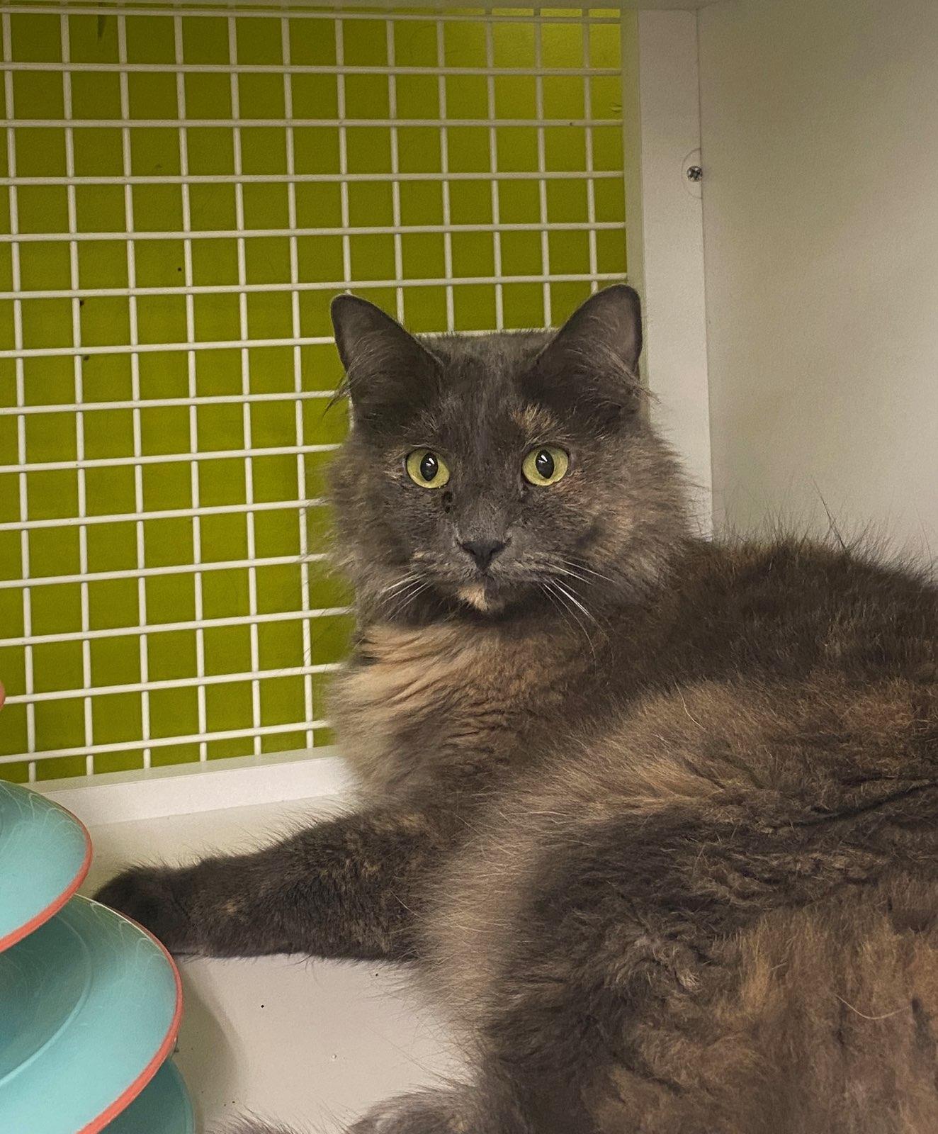 Lulu - Softest fur ever!, ADOPTABLE, Adult Female Dilute Tortoiseshell.