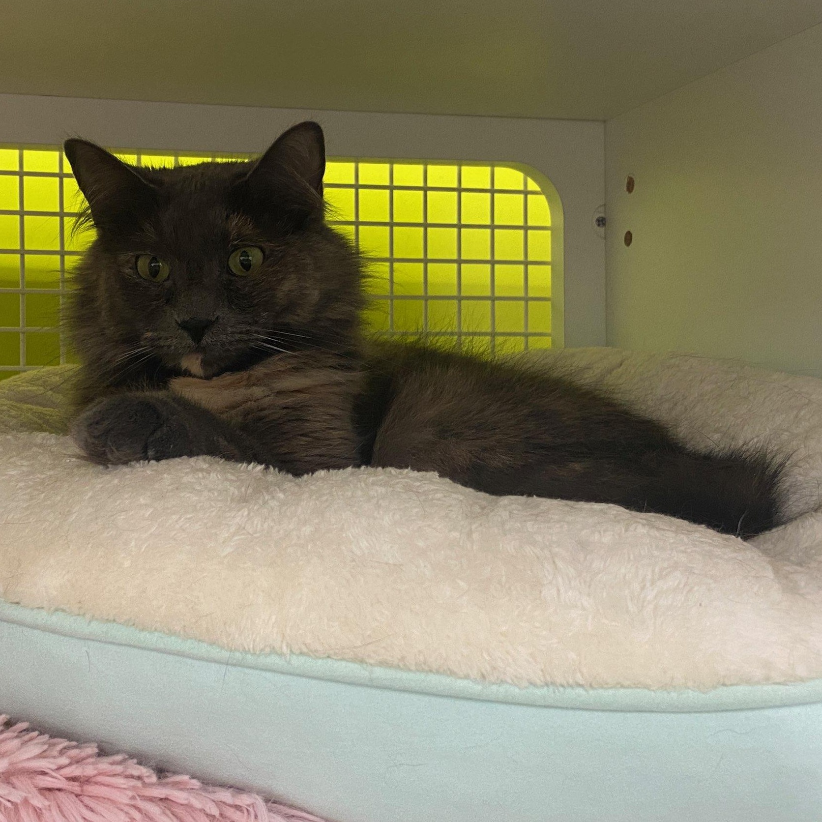 Enlarge Lulu - Softest fur ever!, a ADOPTABLE Dilute Tortoiseshell in Fountain Valley, CA image 2/2