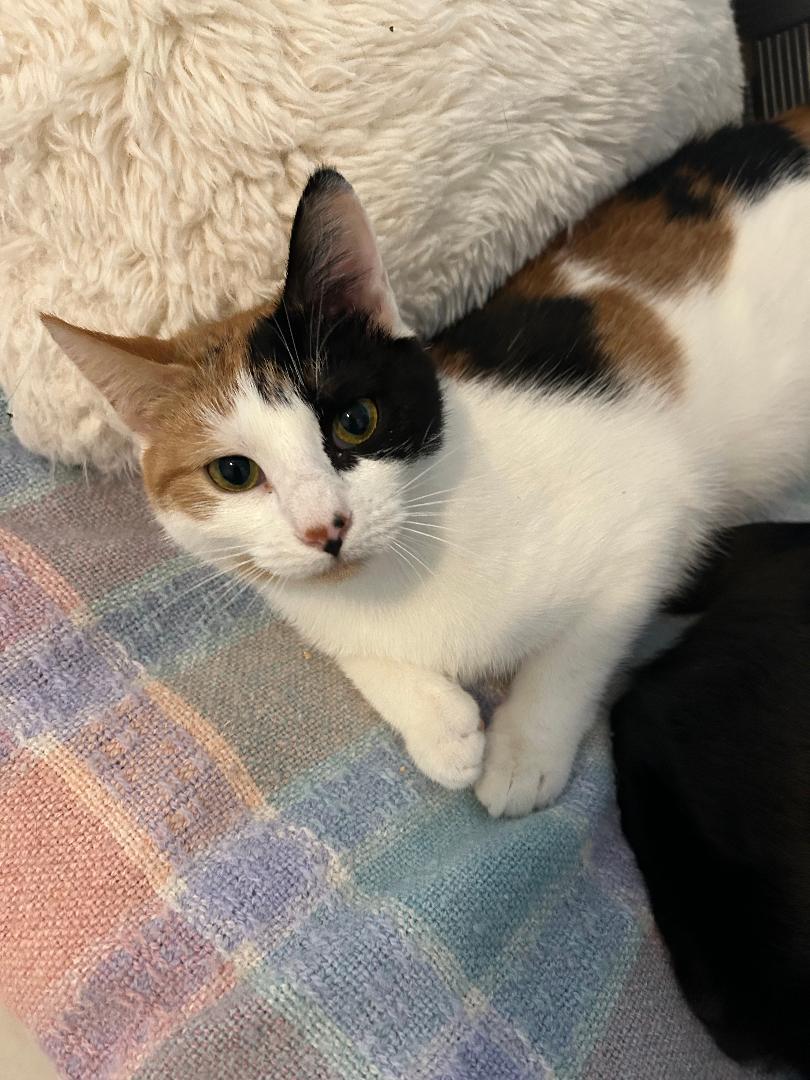 Enlarge Chaos, a Adoptable Domestic Medium Hair in Bryson City, NC image 1/2