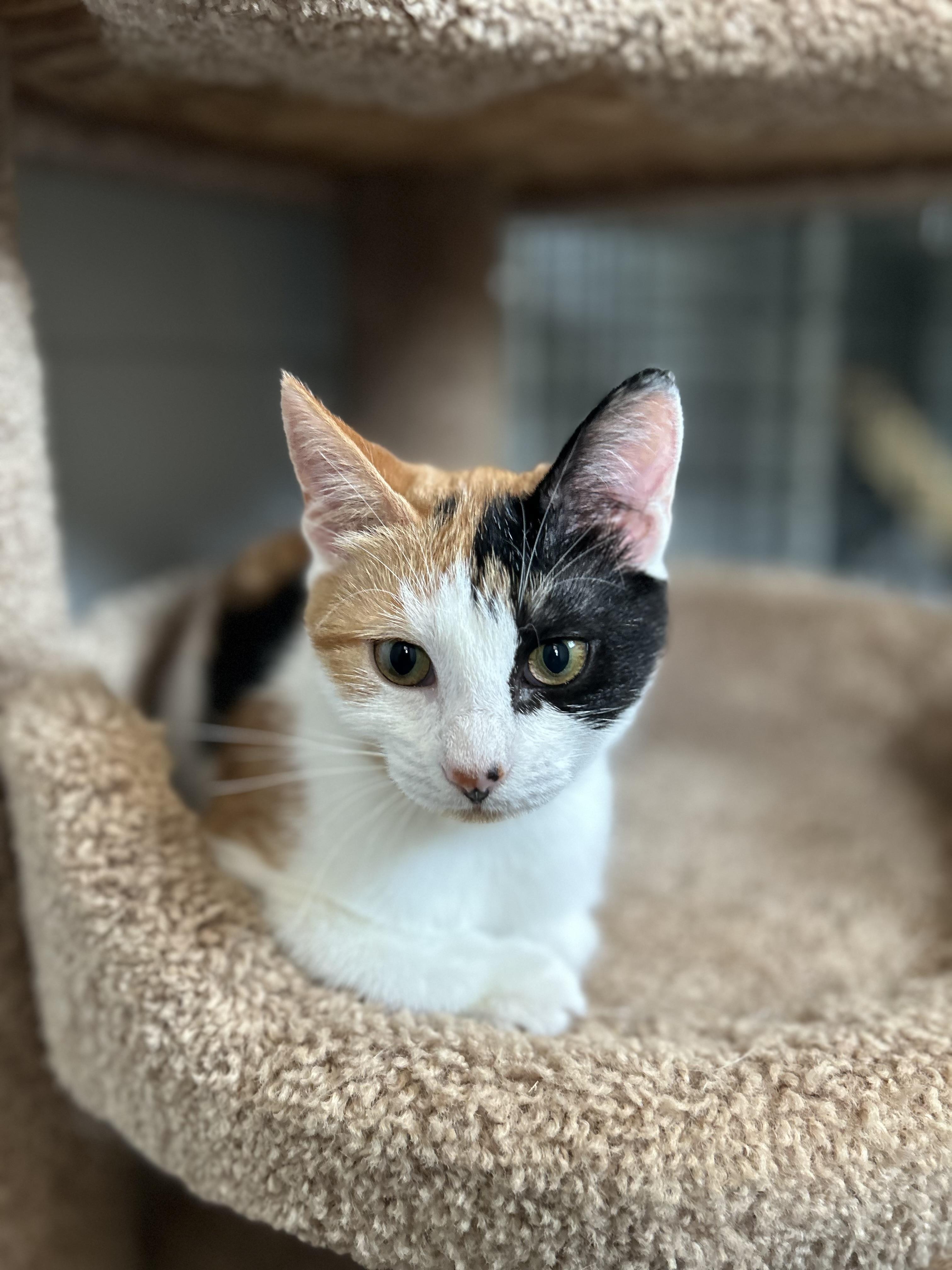 Chaos, Adoptable, Kitten Female Domestic Medium Hair.