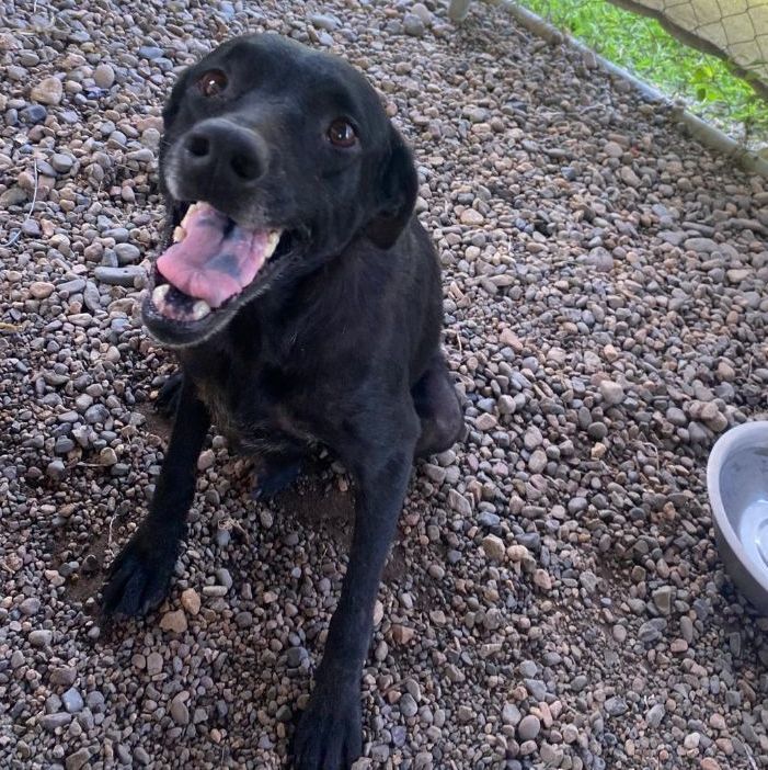 Enlarge Valentina, a Adoptable Mixed Breed in San Diego, CA image 5/5