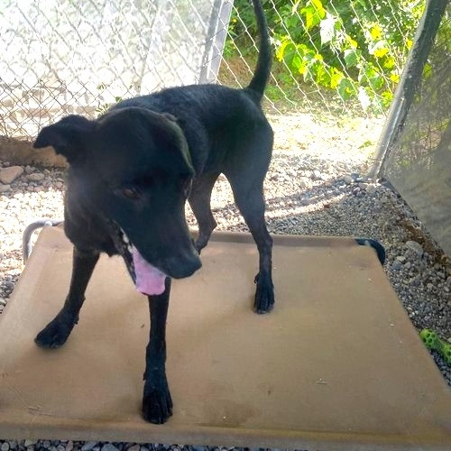 Enlarge Valentina, a Adoptable Mixed Breed in San Diego, CA image 3/5