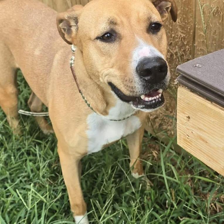 Lucy Lou, Adoptable, Adult Female Mixed Breed.