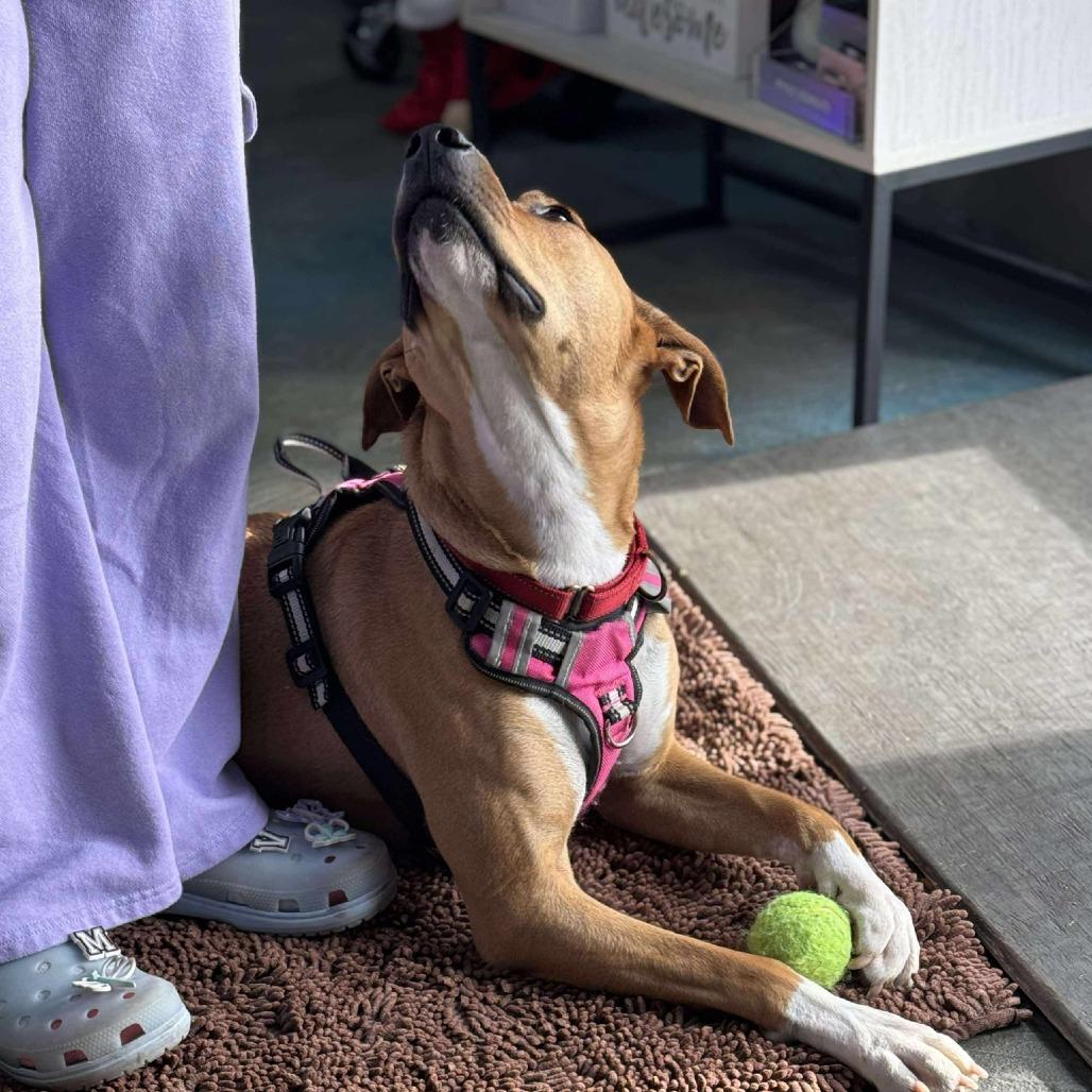 Enlarge Lucy Lou, a Adoptable Mixed Breed in Martinsburg, WV image 2/3