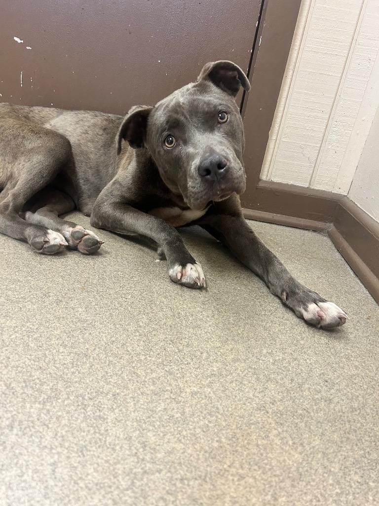 Enlarge Lemonade, a Adoptable Pit Bull Terrier in Springfield, OH image 1/1