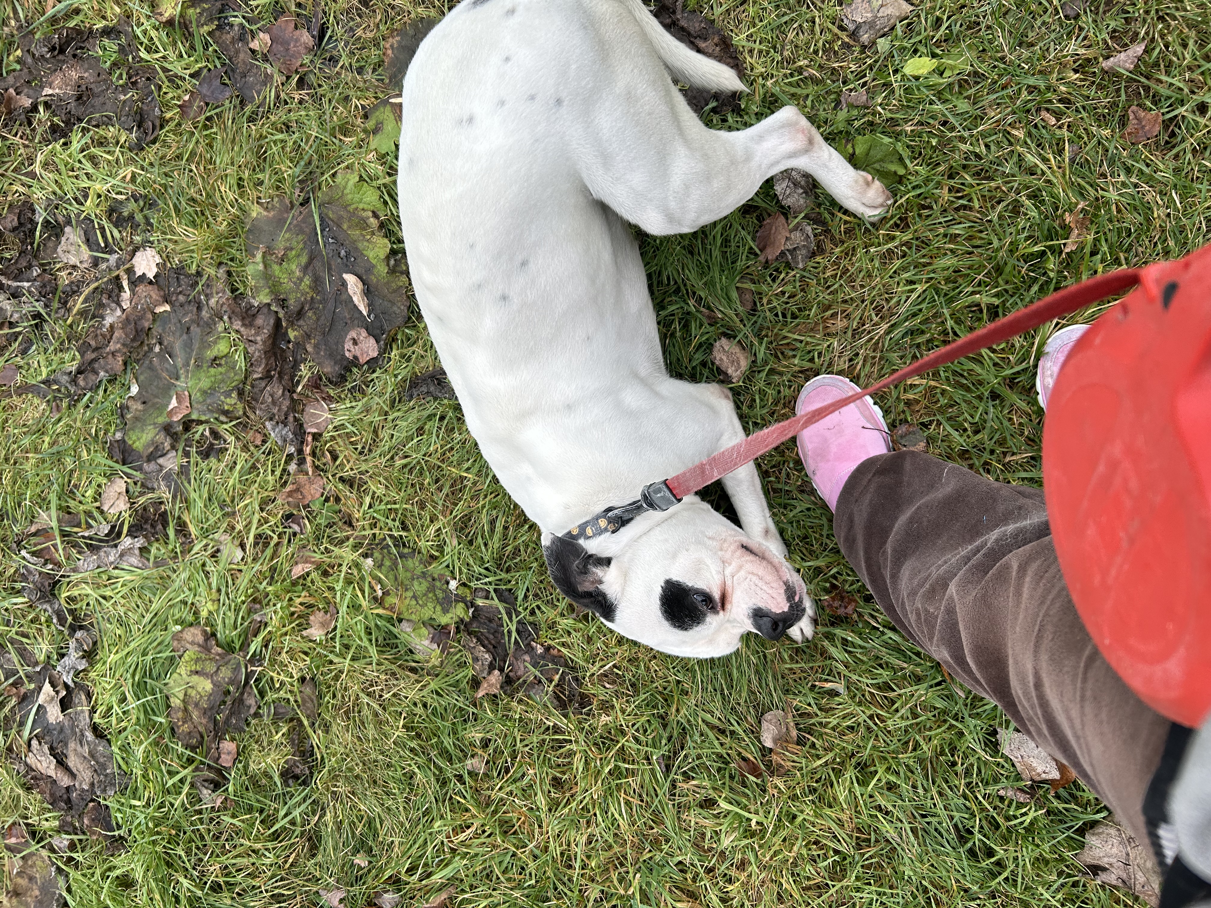 Patch, Adult Male Boxer