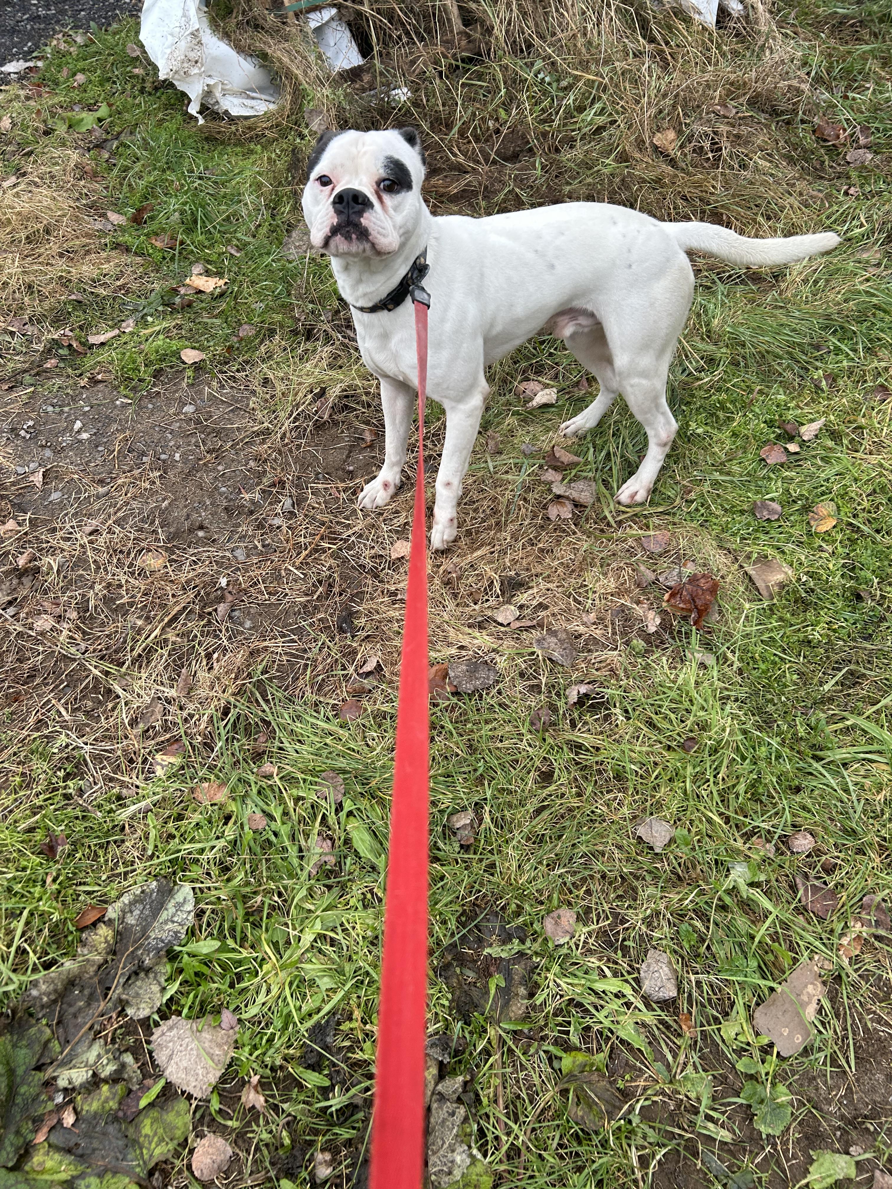 Enlarge Patch, an adopted Boxer in Navan, ON image 2/2