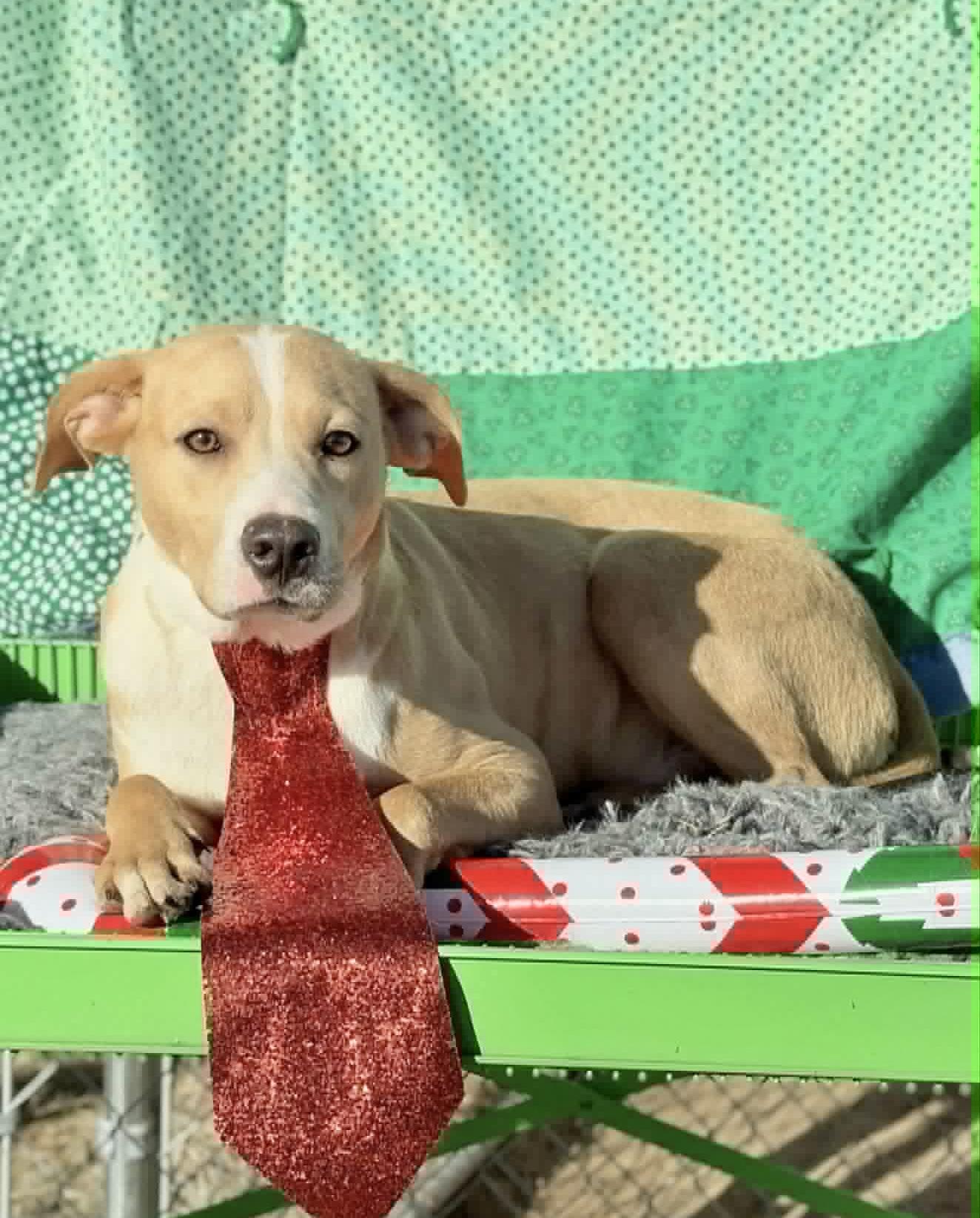 Leroy, Adoptable, Adult Male Collie.