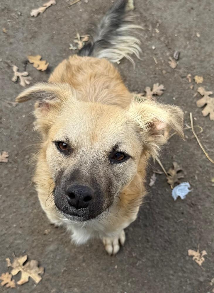 Quesadilla, Adoptable, Young Female Corgi & Terrier.