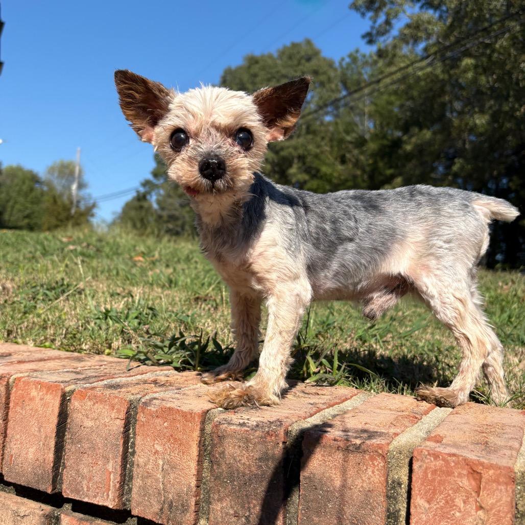 Enlarge Marvin, a Adoptable Yorkshire Terrier in Odenville, AL image 1/5