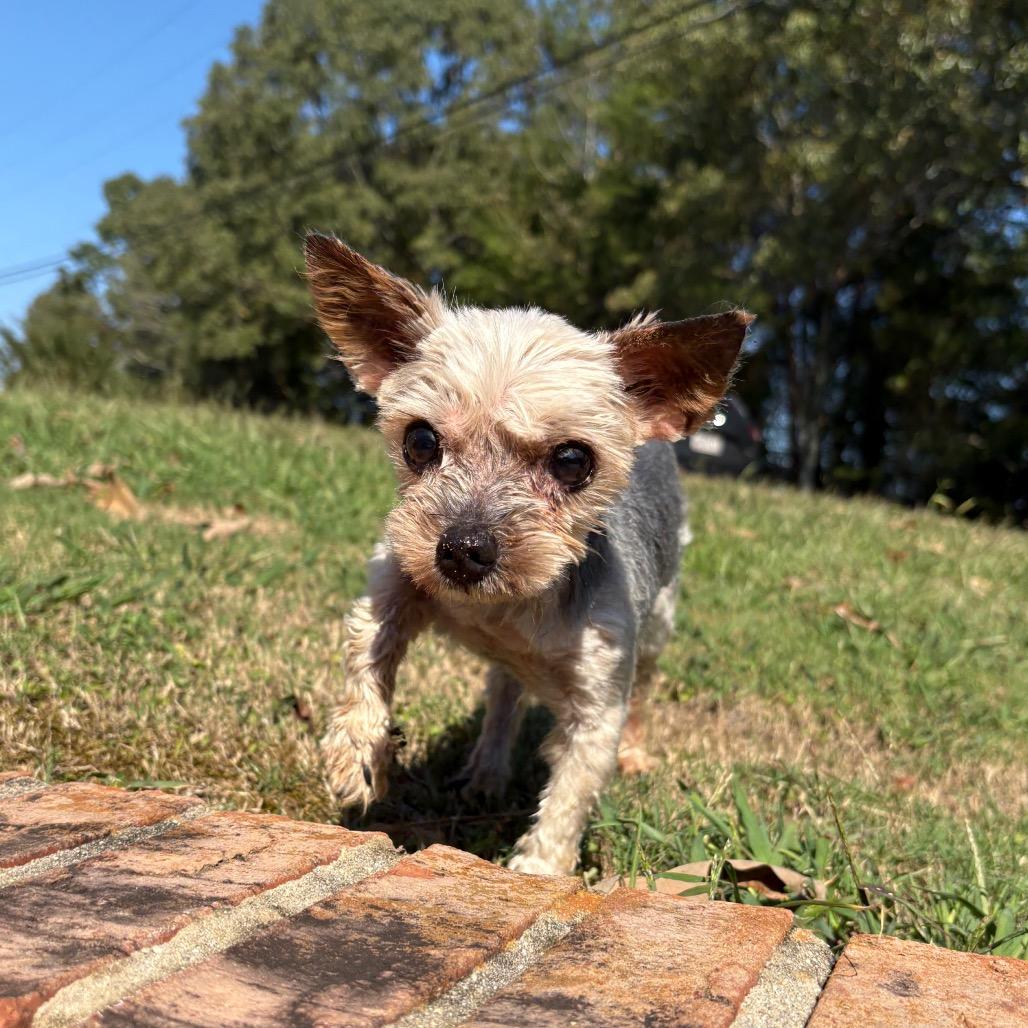 Enlarge Marvin, a Adoptable Yorkshire Terrier in Odenville, AL image 2/5