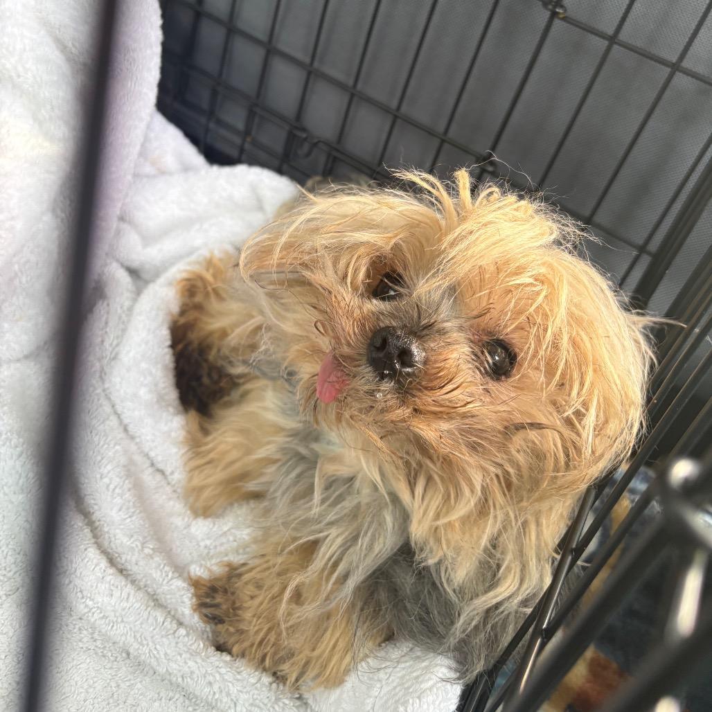 Enlarge Marvin, a Adoptable Yorkshire Terrier in Odenville, AL image 3/5