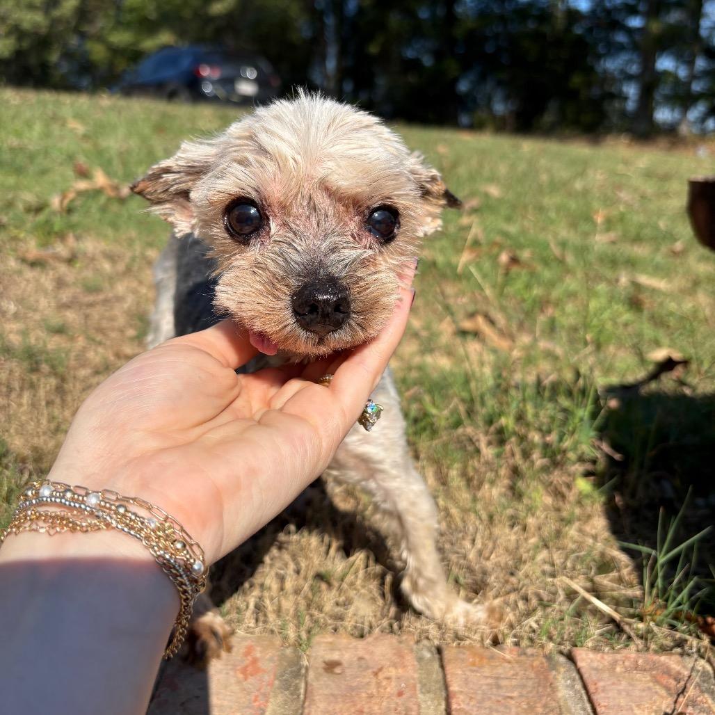 Enlarge Marvin, a Adoptable Yorkshire Terrier in Odenville, AL image 4/5