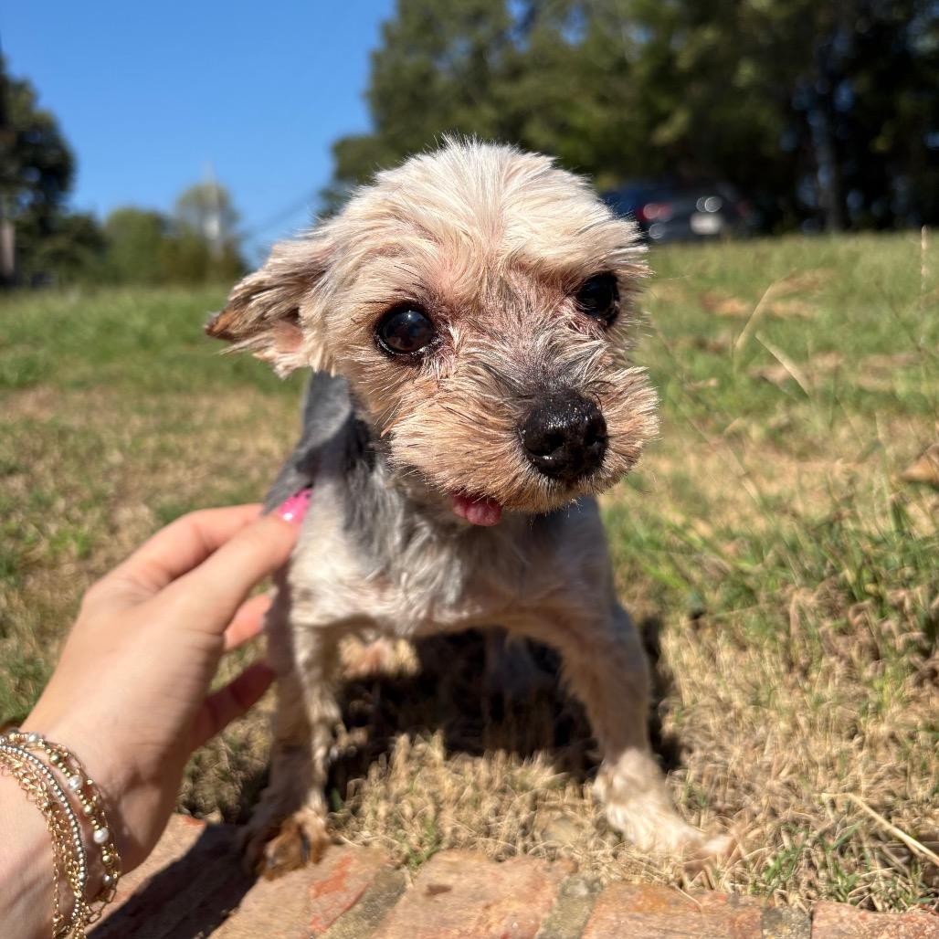 Enlarge Marvin, a Adoptable Yorkshire Terrier in Odenville, AL image 5/5