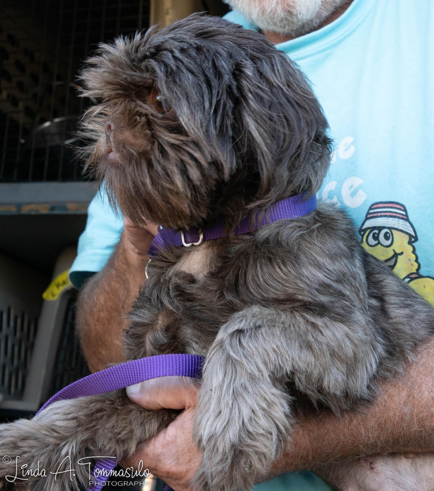 Nesquick, a Adopted mixed breed in Albany, NY image 1/3