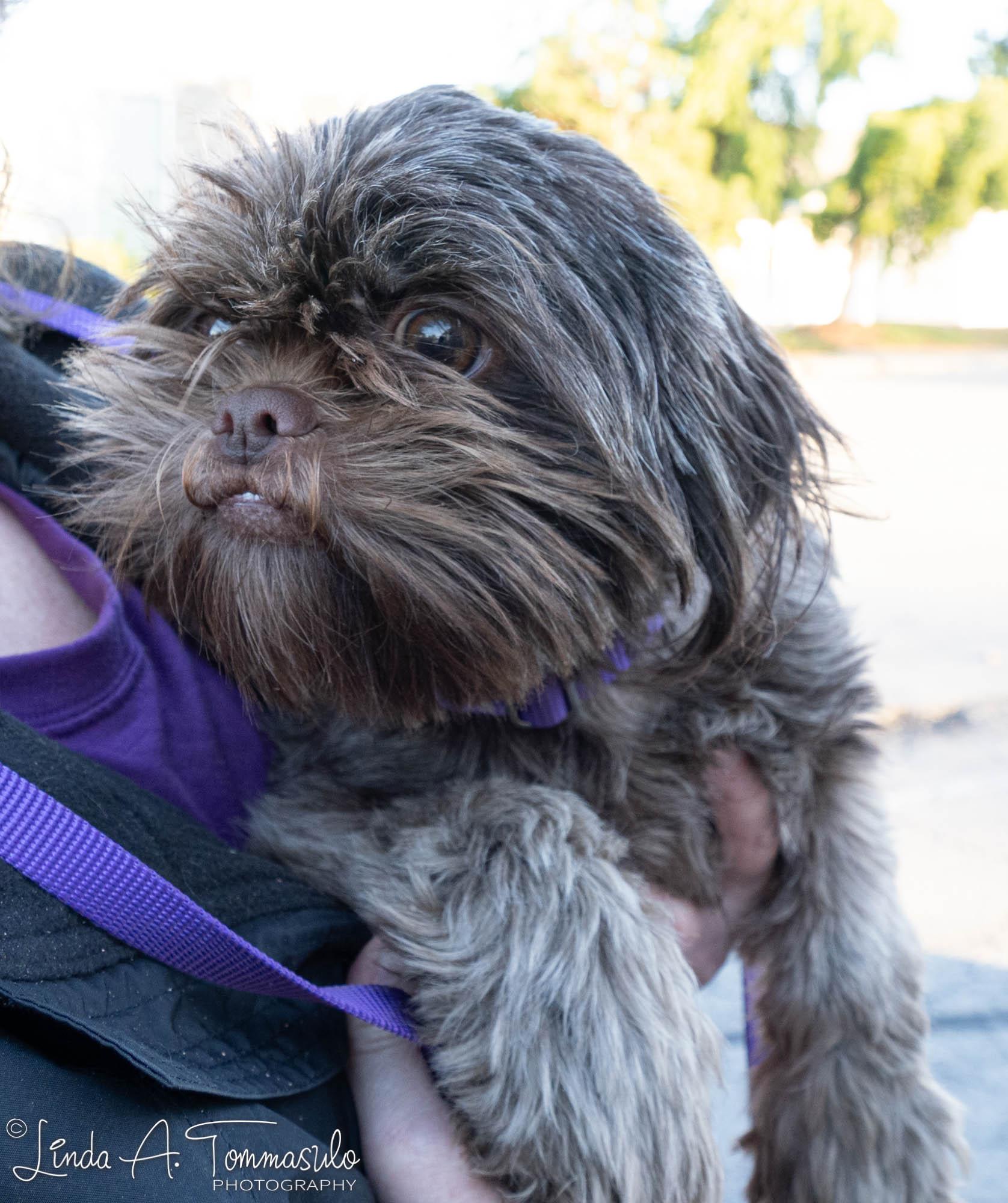 Nesquick, a Adopted mixed breed in Albany, NY image 2/3
