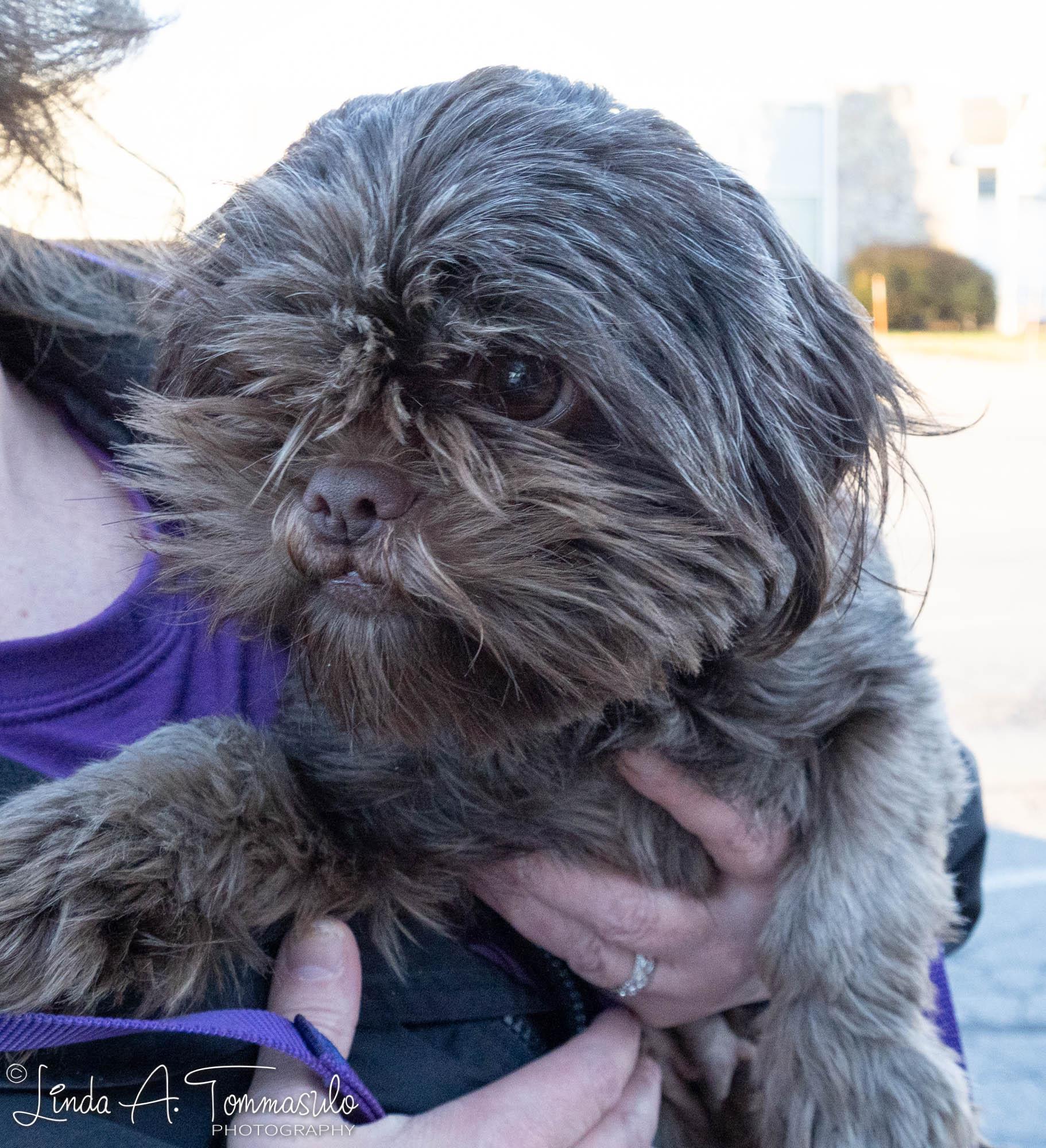 Nesquick, a Adopted mixed breed in Albany, NY image 3/3
