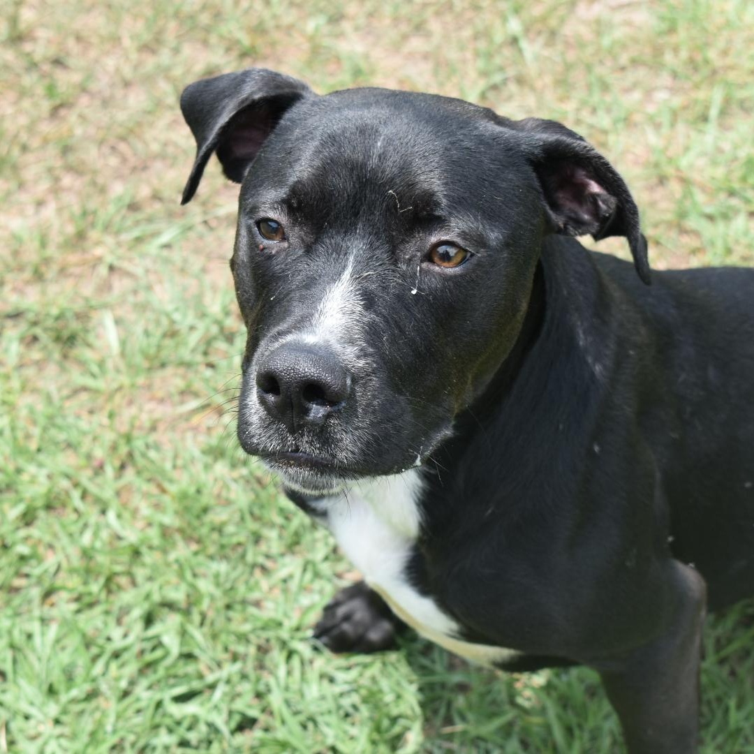 Squid Ward, Adult Male Pit Bull Terrier