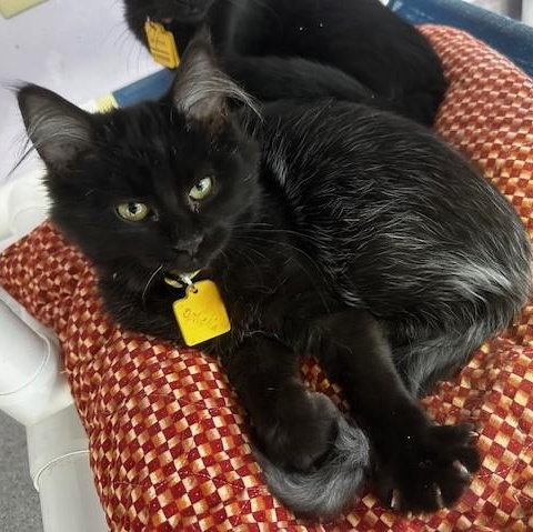 Enlarge Ophelia - Fun & Beautiful, a ADOPTABLE Domestic Medium Hair in Hoquiam, WA image 6/6