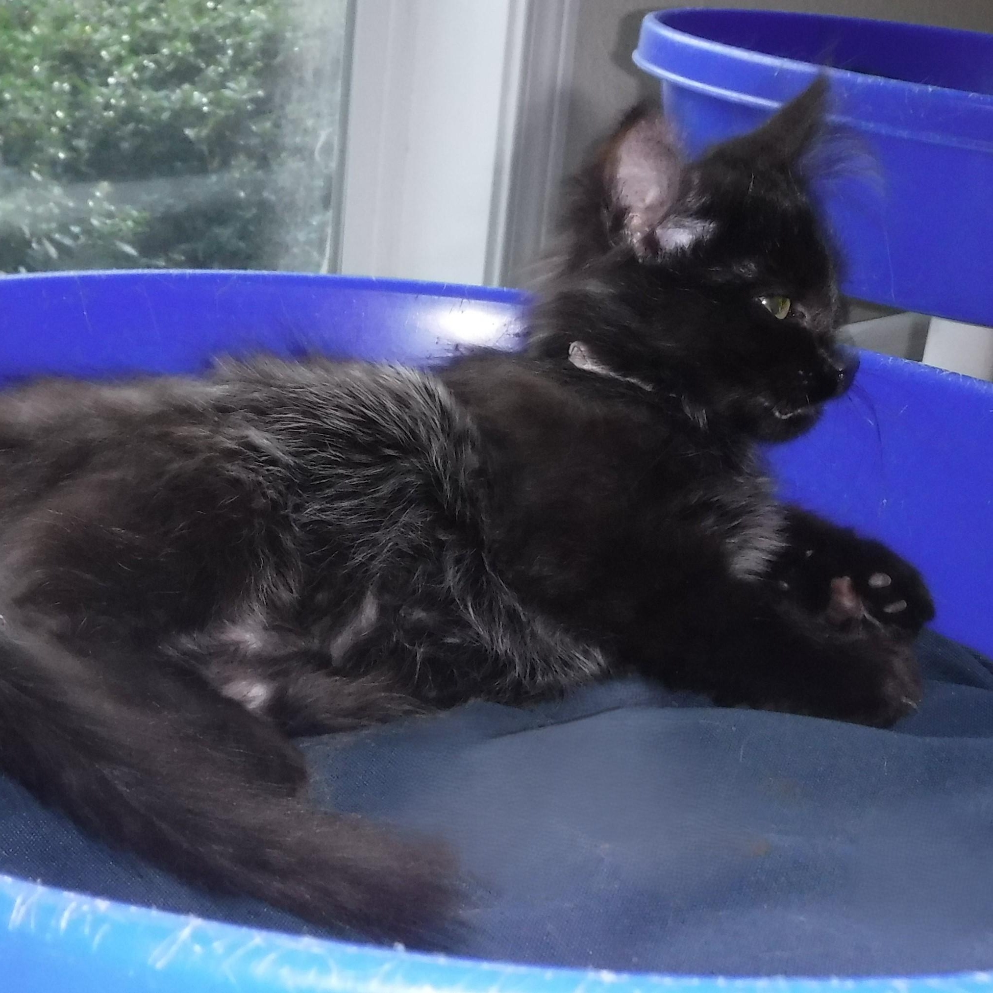 Enlarge Ophelia - Fun & Beautiful, a ADOPTABLE Domestic Medium Hair in Hoquiam, WA image 5/6