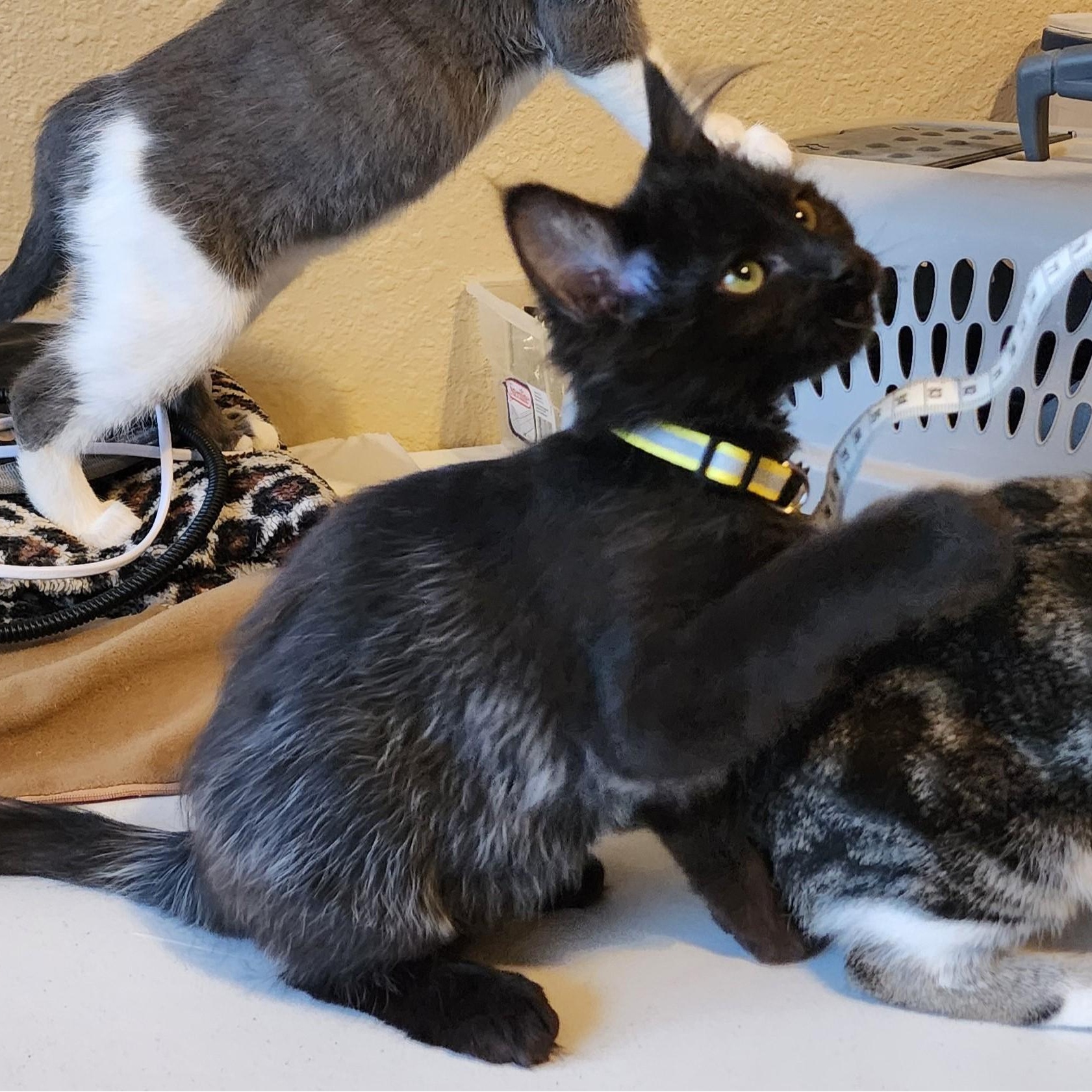 Enlarge Ophelia - Fun & Beautiful, a ADOPTABLE Domestic Medium Hair in Hoquiam, WA image 3/6