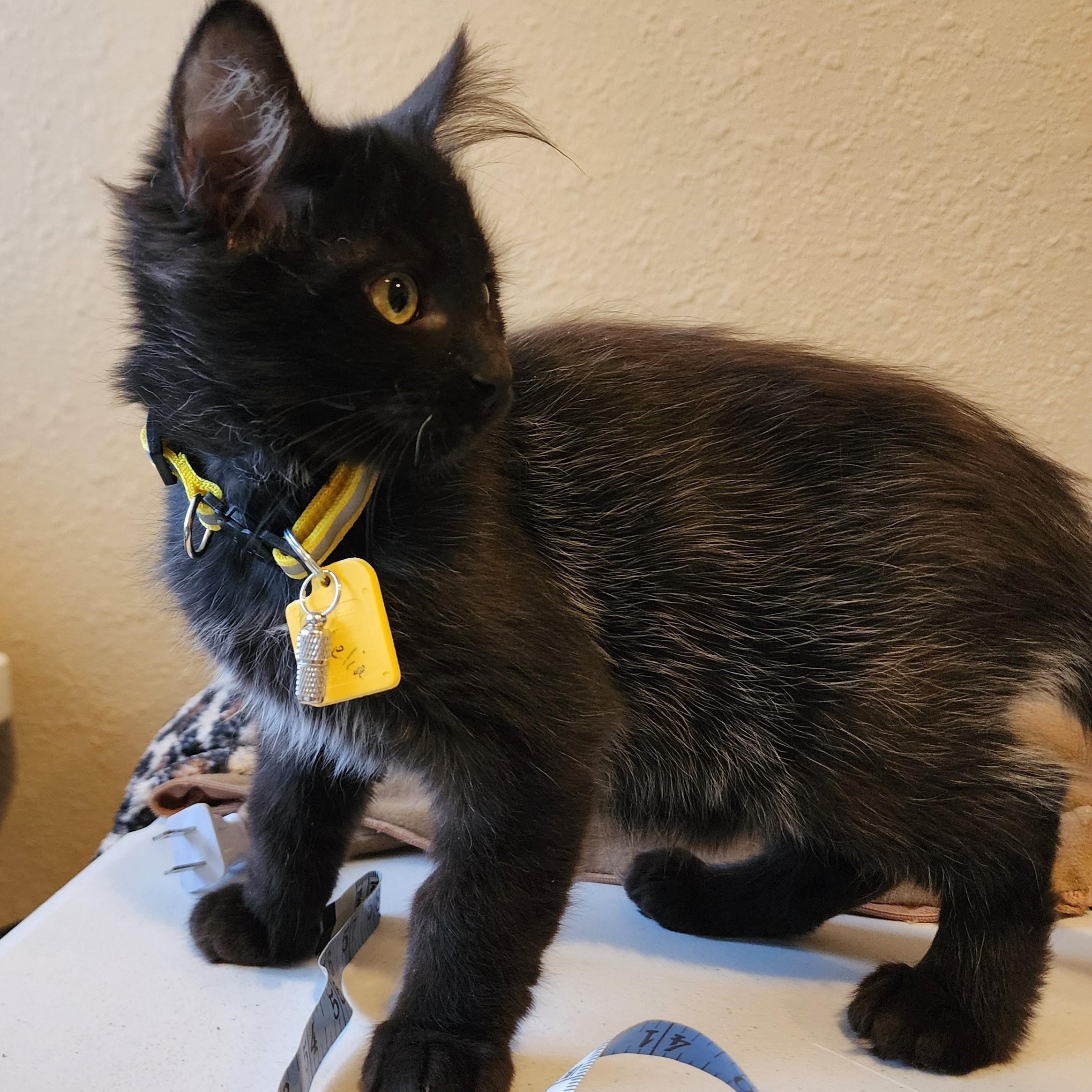 Enlarge Ophelia - Fun & Beautiful, a ADOPTABLE Domestic Medium Hair in Hoquiam, WA image 2/6