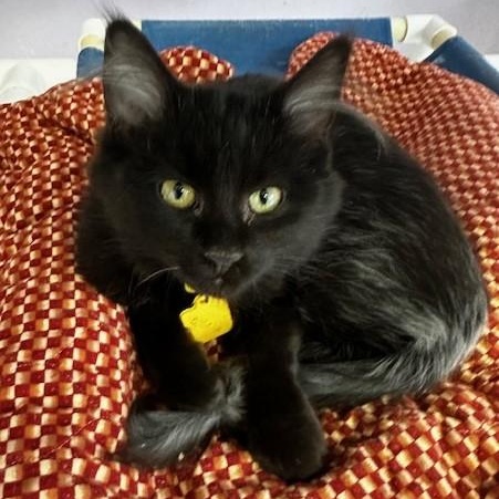 Enlarge Ophelia - Fun & Beautiful, a ADOPTABLE Domestic Medium Hair in Hoquiam, WA image 1/6