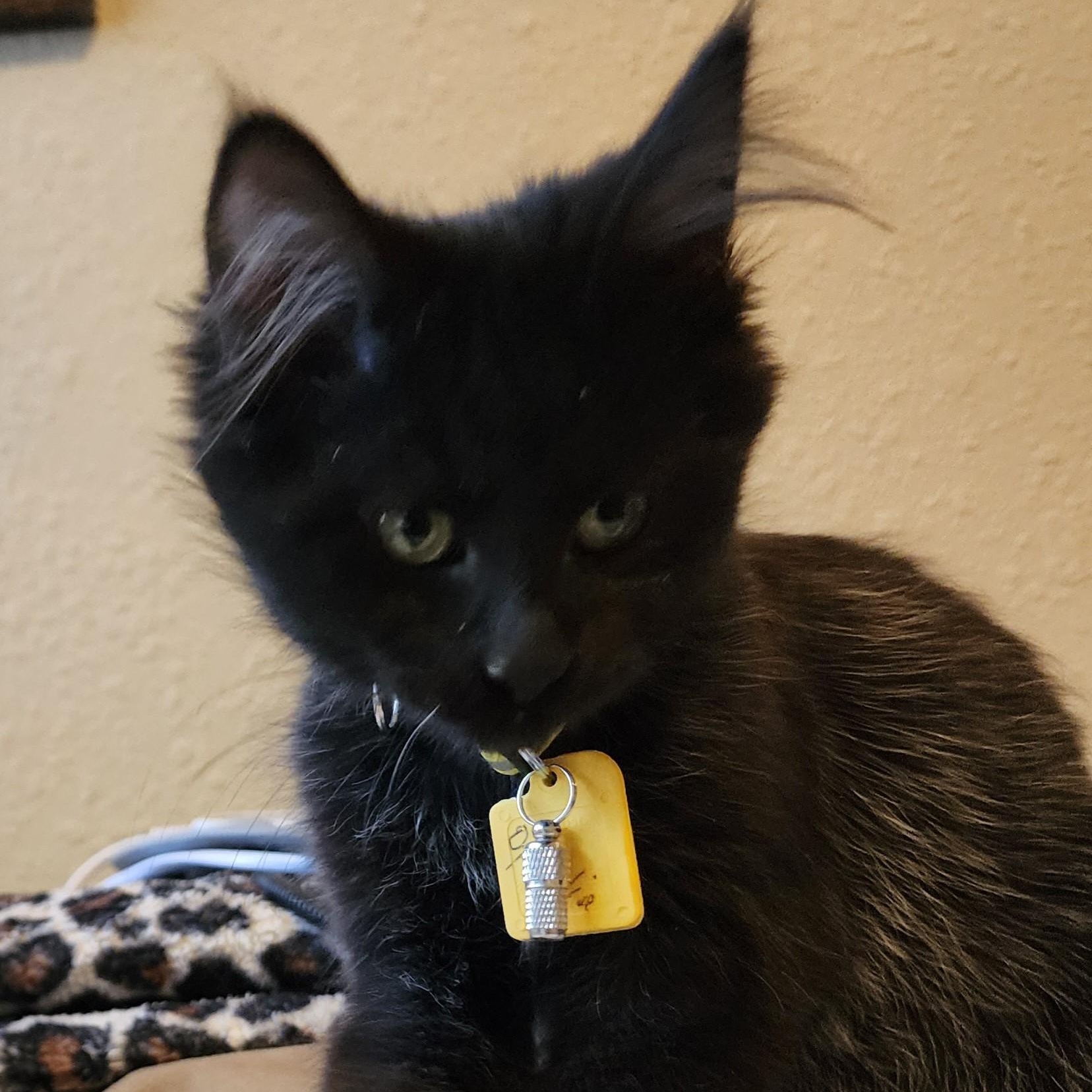 Enlarge Ophelia - Fun & Beautiful, a ADOPTABLE Domestic Medium Hair in Hoquiam, WA image 4/6