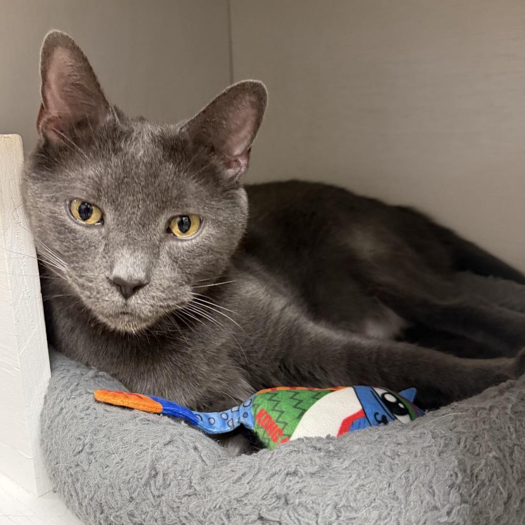 Wolfie, Adoptable, Senior Male Domestic Short Hair.
