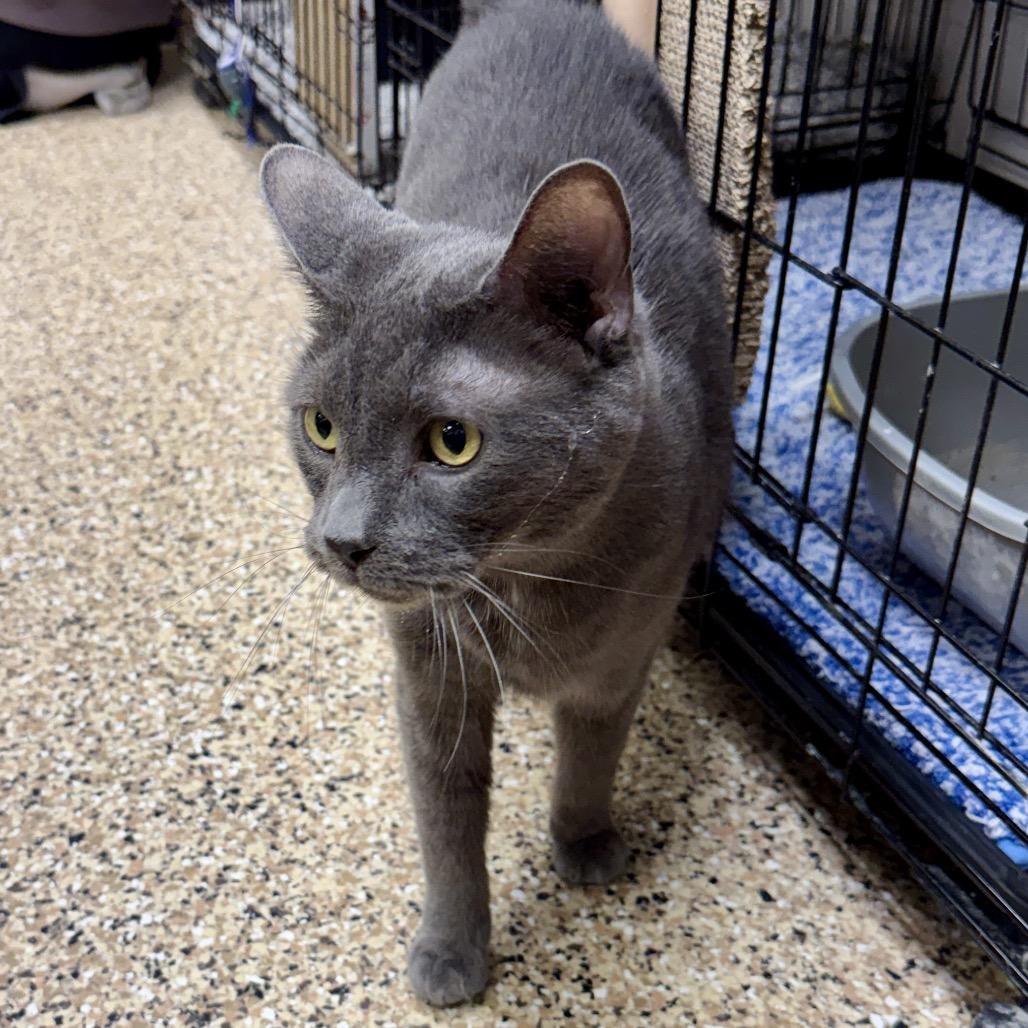 Enlarge Wolfie, a Adoptable Domestic Short Hair in Middleburg Heights , OH image 2/6